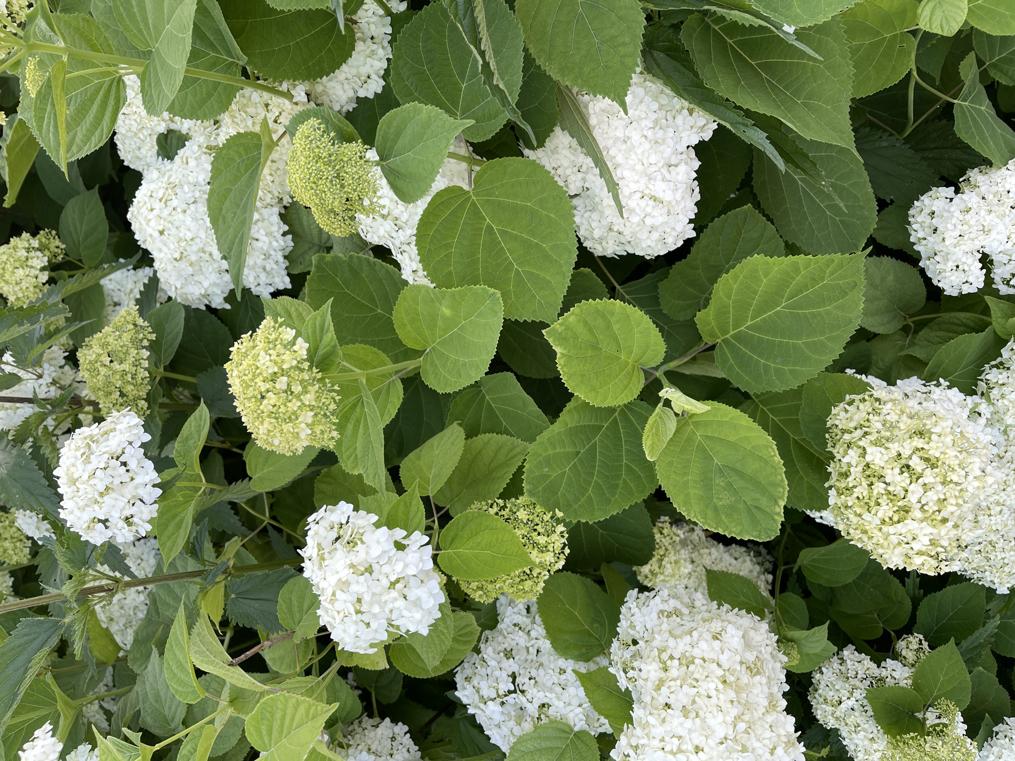 The image is a close-up, overhead view of a bush covered in white hydrangeas and green leaves. The hydrangeas are in various stages of bloom, with some appearing as tightly clustered buds and others as full, fluffy white flowers. The leaves are large, heart-shaped, and a vibrant green, creating a lush backdrop for the flowers. The lighting suggests it is daytime, and the scene appears to be outdoors in a garden setting. There are no people or text visible in the image. The focus is entirely on the natural beauty of the hydrangea bush.