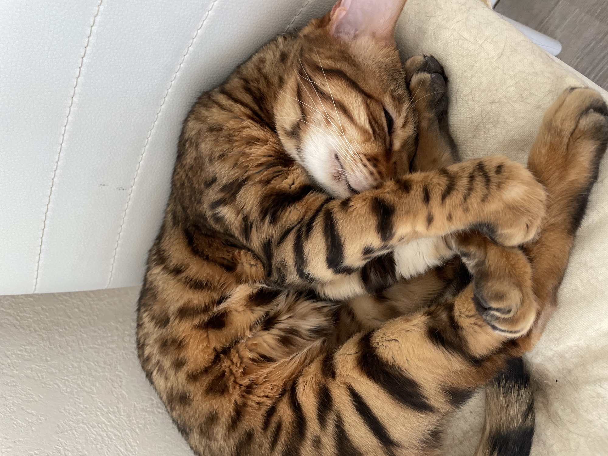 A Bengal cat is curled up asleep on a white and beige cushion or chair. The cat has a distinctive coat of brown and black spots and stripes. The cat's face is nestled into its paws. The background is plain and does not provide clues to a specific location in Izhevsk, Russia.