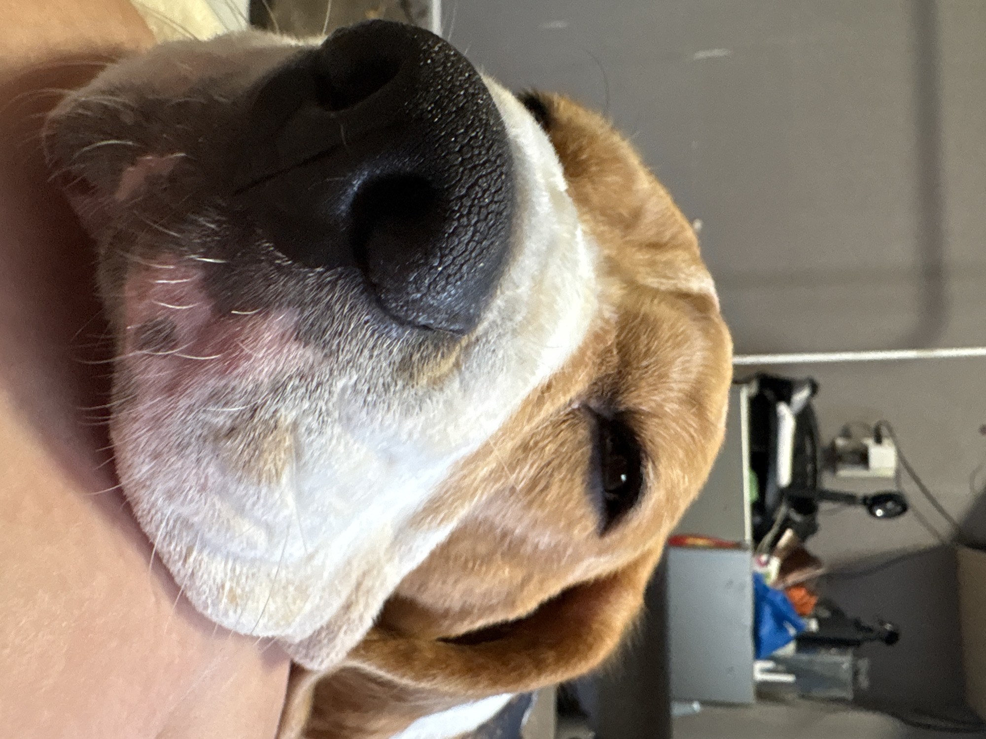 A close-up, low-angle shot captures the face of a beagle dog. The dog's nose, a prominent feature, is dark and textured, with visible pores and a wet sheen. Its eyes are partially closed, giving it a sleepy or relaxed appearance. The dog's fur is a mix of white, brown, and black patches. The background is blurred, showing what appears to be an indoor setting with some objects on shelves. The image was taken in the city of Марковский, Russia.
