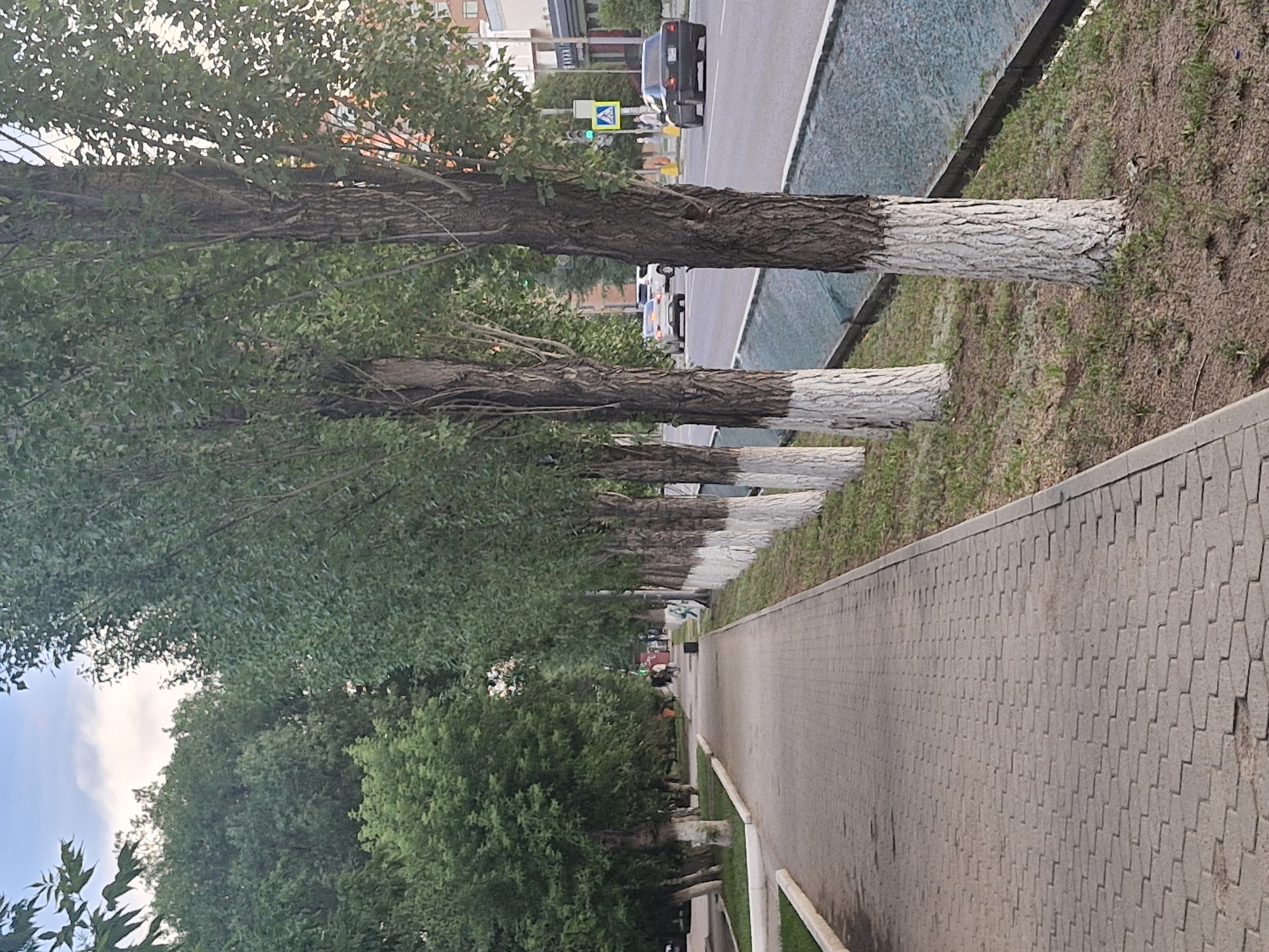The image depicts a tree-lined sidewalk with paving stones in Kokshetau, Kazakhstan. The sidewalk runs alongside a busy road with several cars and pedestrians. The trees lining the sidewalk are tall with thick trunks, their lower halves painted white. The scene appears to be an urban environment, possibly a park or a residential area. The sky is overcast with a hint of blue.