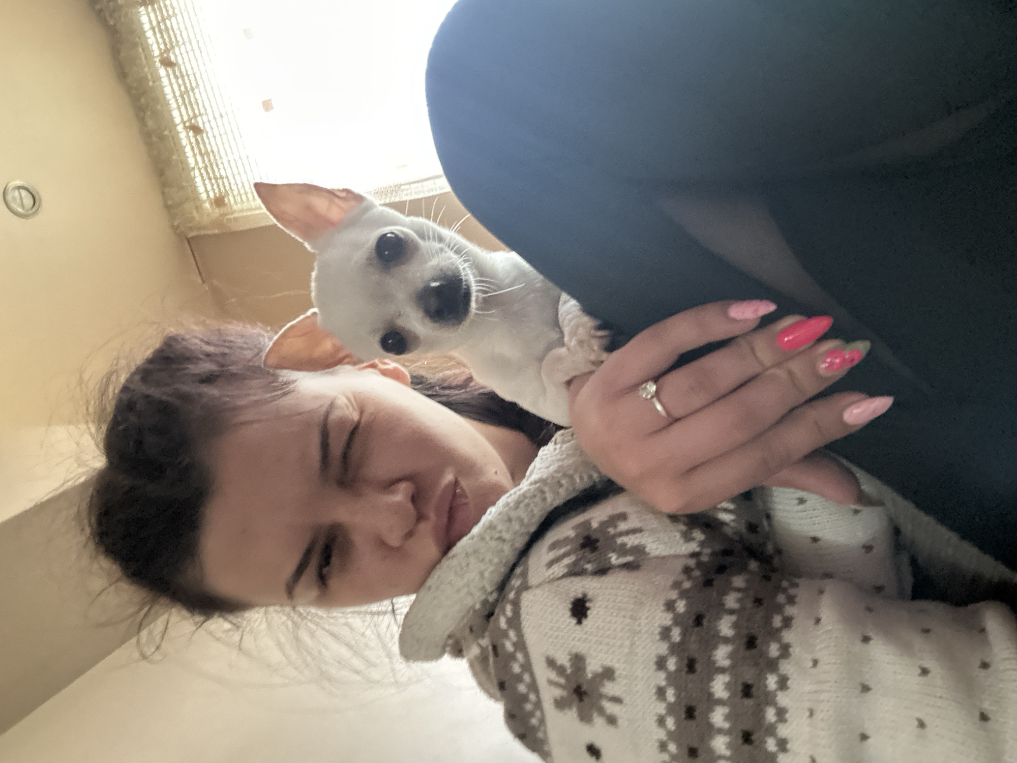 A woman with dark hair and a white and gray patterned sweater holds a small, white Chihuahua dog in her arms. The woman is looking down and slightly to the left with a squint in her eye. She has a ring on her left ring finger, and her nails are painted pink. The dog is looking directly at the camera with its ears perked up. Behind them, there is a window with blinds. The location is unknown, and there is no indication that this picture was taken in Sliven, Bulgaria.