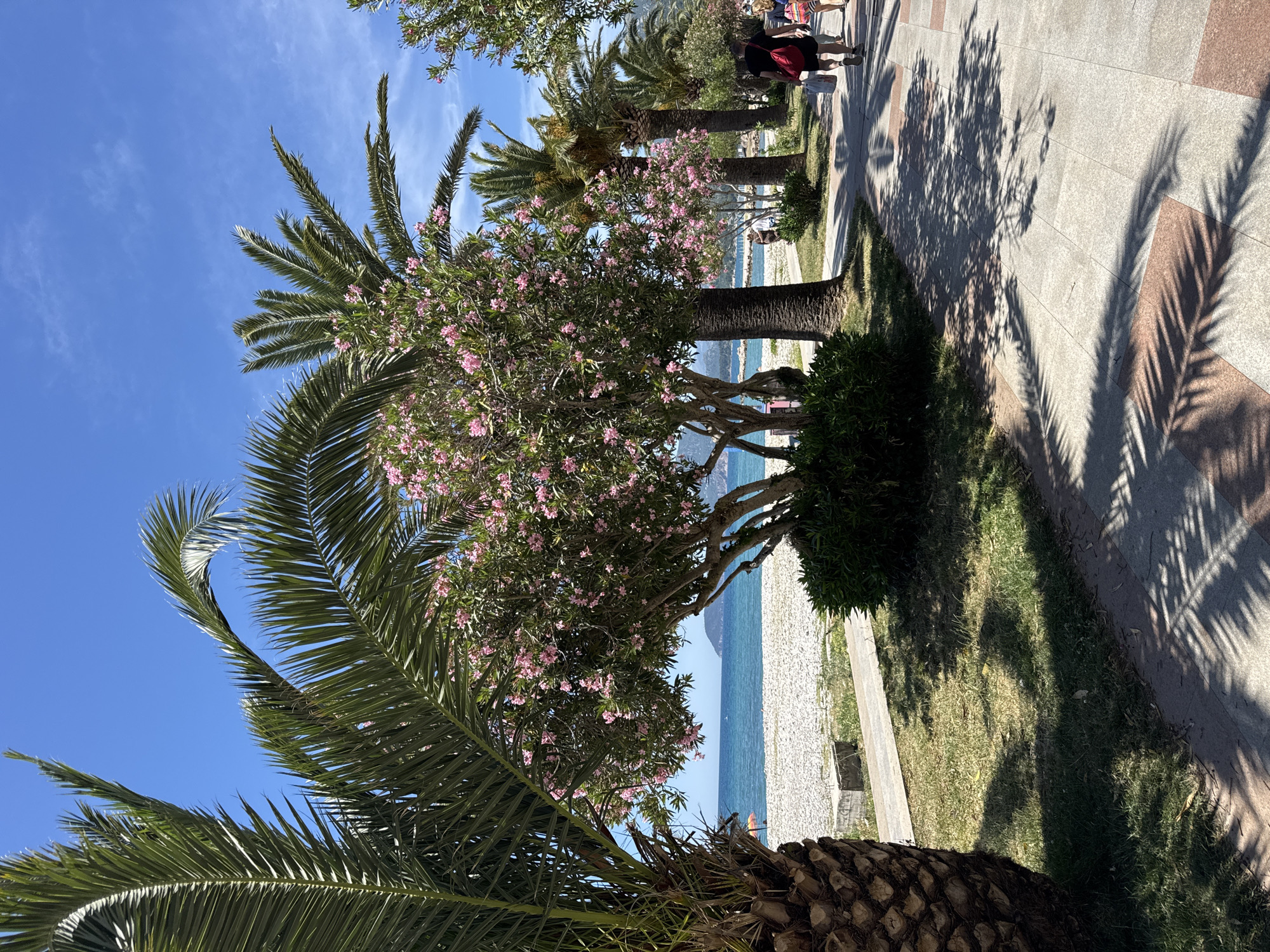 The scene depicts a coastal walkway in Bar, Montenegro, lined with palm trees and flowering oleander trees. The blue sky is visible behind the trees, and the turquoise sea is visible in the background. The walkway is made of light gray and red stone tiles, with tree shadows casting patterns across the surface. People are walking in the distance on the right side of the image. Green grass and shrubs grow along the walkway edge next to the beach.