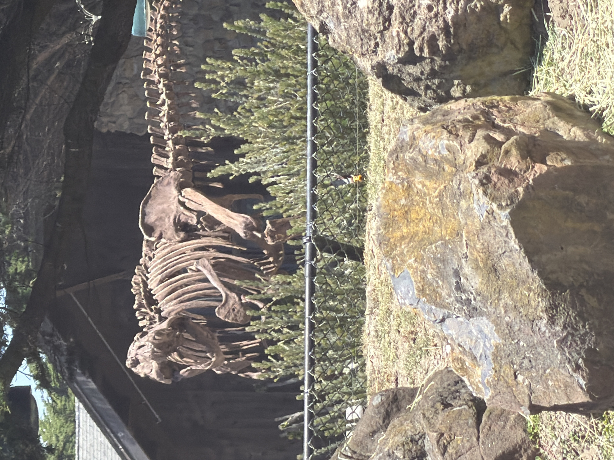 In San Francisco, California, USA, a large dinosaur skeleton, likely a Tyrannosaurus Rex due to its prominent skull and rib cage, is displayed outdoors. The skeleton is positioned against a dark, rocky backdrop, possibly a simulated cave or cliff face, with lush green shrubbery growing behind a chain-link fence. In the foreground, large, weathered rocks are scattered across dry grass. The scene appears to be part of an outdoor exhibit at a museum or park, with a building and trees visible in the background.