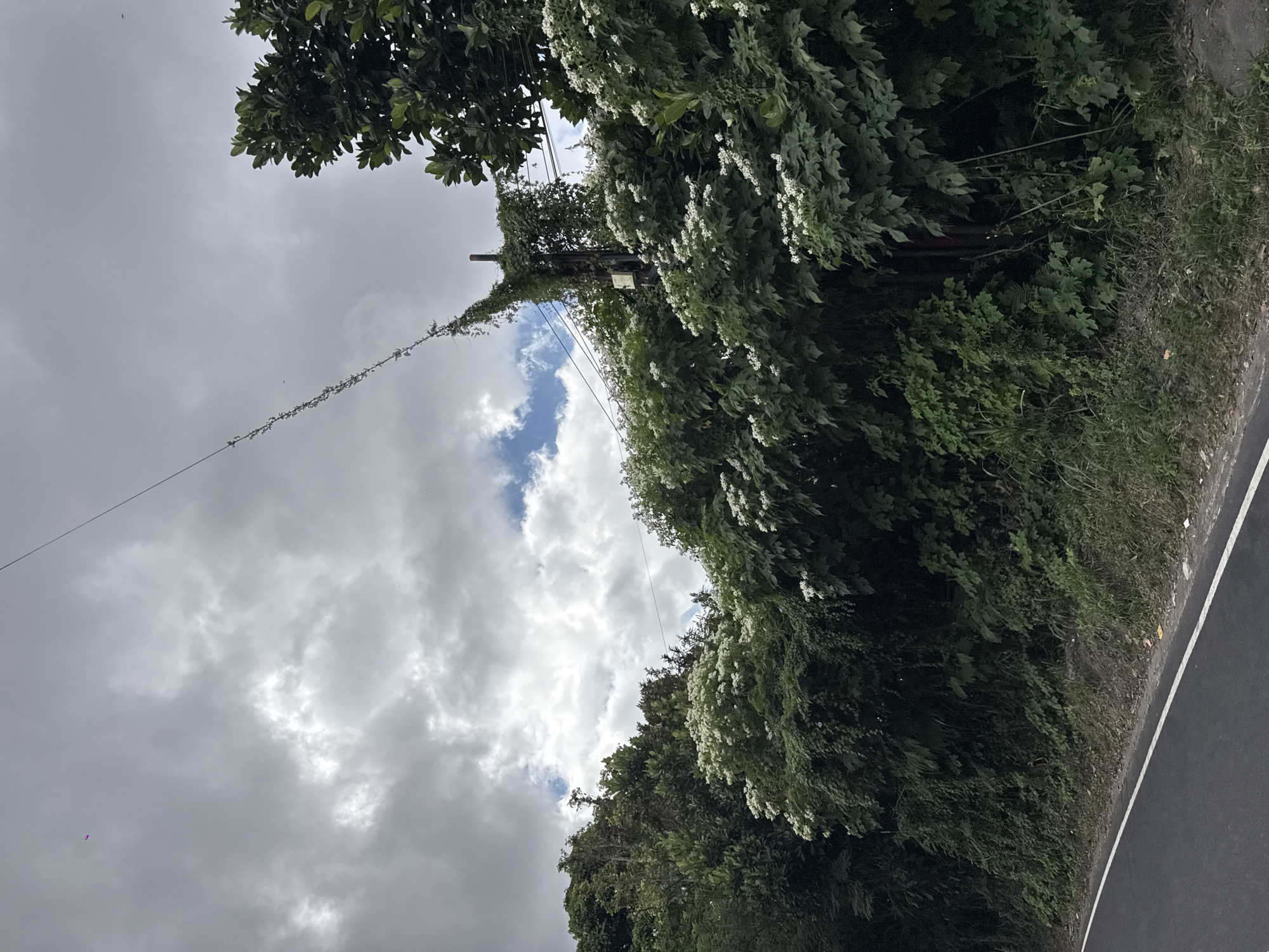 A dark, overcast sky with dramatic clouds looms over a lush, green hillside that slopes down to a paved road. The hillside is densely vegetated with various trees and shrubs, many of which are covered in thick, climbing vines. Small white flowers are visible scattered throughout the foliage. A utility pole, also heavily overgrown with vines, stands near the center of the frame, with power lines stretching across the sky. The road, with a white painted line, curves into the distance. The scene appears to be a natural, somewhat wild landscape bordering a roadway in Kintamani, Indonesia.
