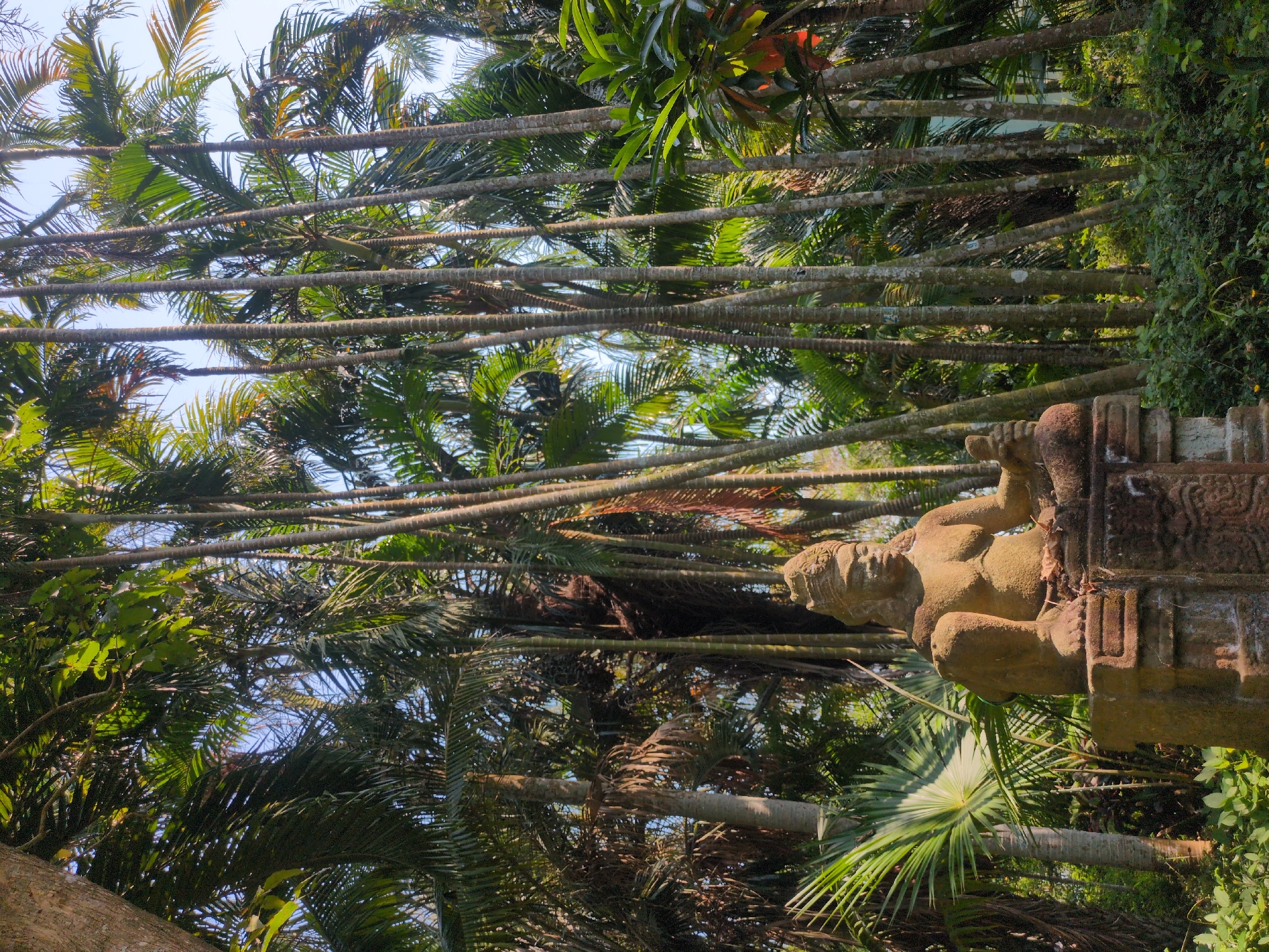 This image captures a scene in the city of Tuy Hòa, Vietnam, featuring tall, slender trees with palm-like foliage reaching upwards towards a light blue sky. The trunks of the trees are straight and evenly spaced, creating a sense of verticality. Amidst the dense foliage, an aged stone statue of a human figure is visible on the right. The figure is partially obscured, showing weathered details and appearing to be part of a larger structure. The vegetation around the base of the statue is dense and lush.