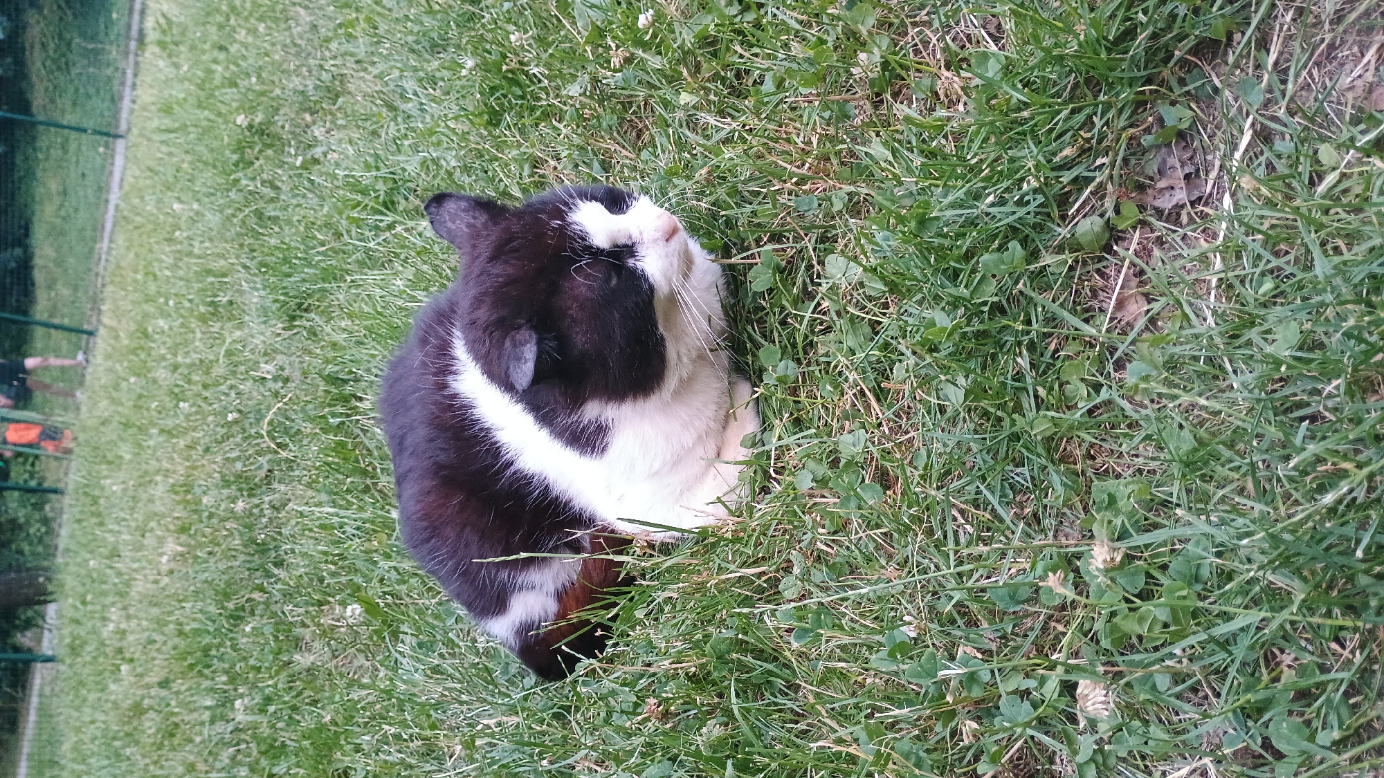 In Sokolov, Czechia, a black and white cat is resting on a patch of green grass. The cat is curled up, with its head down and eyes closed. It has a white stripe running down its back and white markings on its face. The grass is short and well-maintained, with some clover mixed in. In the background, a green fence is visible, and beyond that, blurry figures of people can be seen. The overall scene depicts a peaceful moment in an outdoor urban setting.