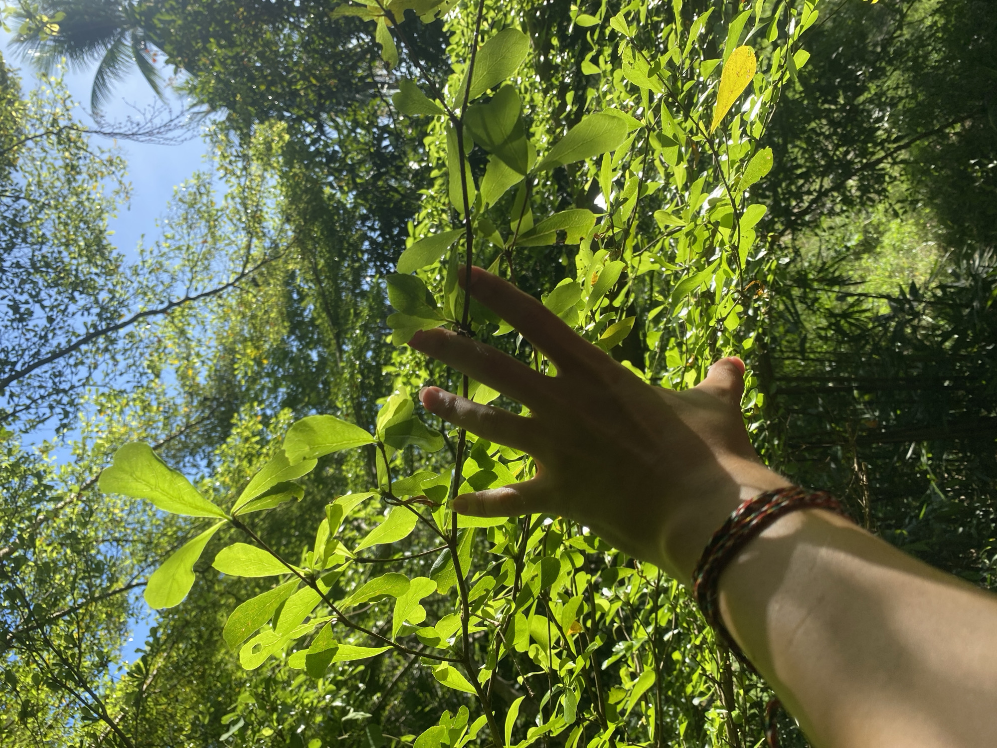 The image shows a view from below, looking upwards into a lush green environment, presumably in ตำบลเกาะพะงัน, Thailand, judging from the presence of palm trees and the dense tropical vegetation. The sky is visible in patches through the foliage. A person's hand is extended into the frame, interacting with a branch of leaves. A multi-colored bracelet is visible on the person's wrist. The scene is illuminated by sunlight.
