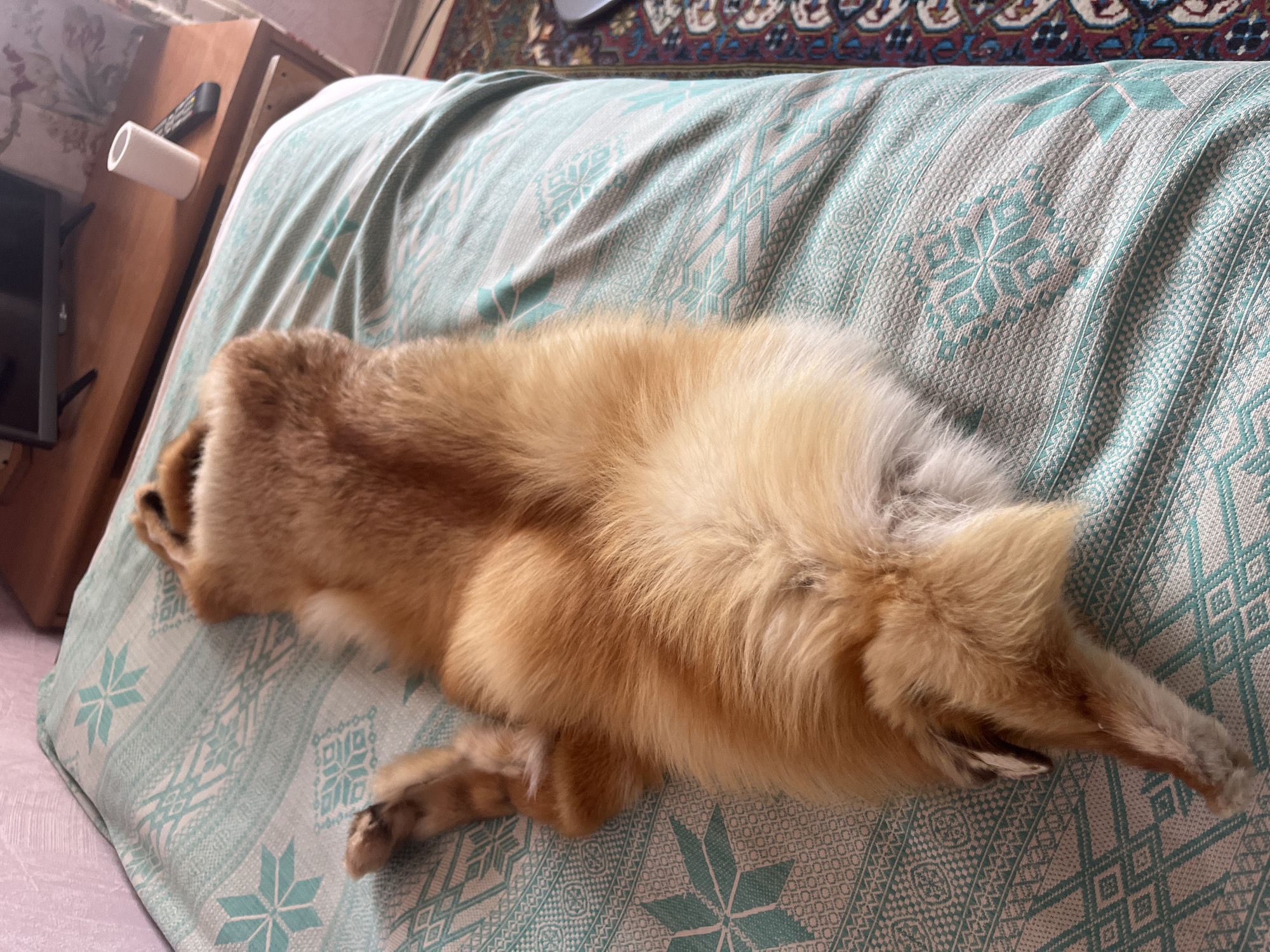 The image shows a dog with golden fur lying on its back on a bed with a light blue and white patterned blanket. The dog's legs are extended upwards, and its body is curled. The bed appears to be in a bedroom. In the background, there is a wooden dresser with a television, a remote control, and a white cylindrical object. The floor is covered with a rug with a red, blue, and white pattern. The scene is lit by natural light coming from the right side of the image. There is no indication of the location being in Gari, Russia.