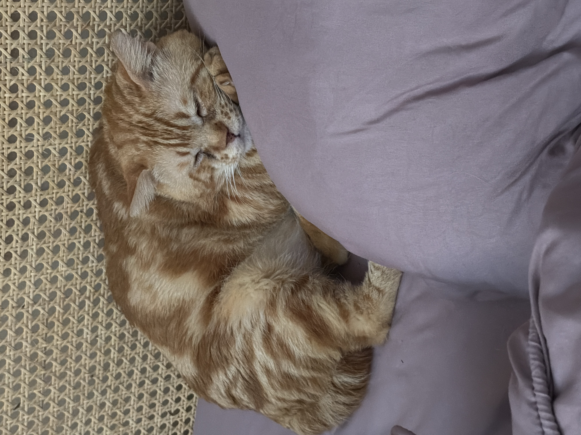 An orange tabby cat is sleeping curled up on a chair with woven wicker. The cat's head rests on a lavender pillow or cushion. The scene appears to be indoors. There is no indication the image was taken in Ungasan, Indonesia.