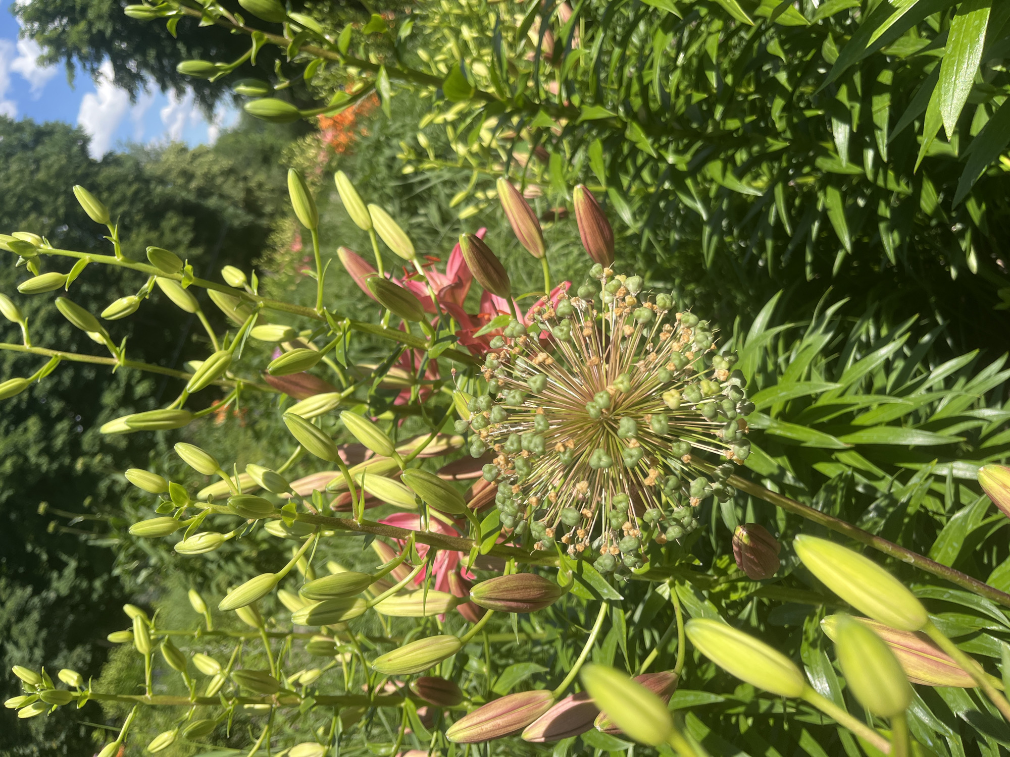 In Dnipro, Ukraine, a close-up shot captures a vibrant garden scene bathed in sunlight. The foreground is dominated by the intricate details of various plant species, with a prominent, spherical seed head of an allium plant taking center stage. This seed head is adorned with numerous small, green, berry-like structures, radiating outwards on thin stems. Surrounding the allium are numerous lily buds, some a pale green, others with hints of pink and reddish-brown at their tips, all pointing upwards, indicating they are preparing to bloom. The background is a blur of lush green foliage, with hints of pink and orange flowers further in the distance. The sky above is a bright blue, dotted with a few white clouds. The image is captured on a clear, sunny day, with the natural light highlighting the textures and colors of the plants. There are no people visible in the image.