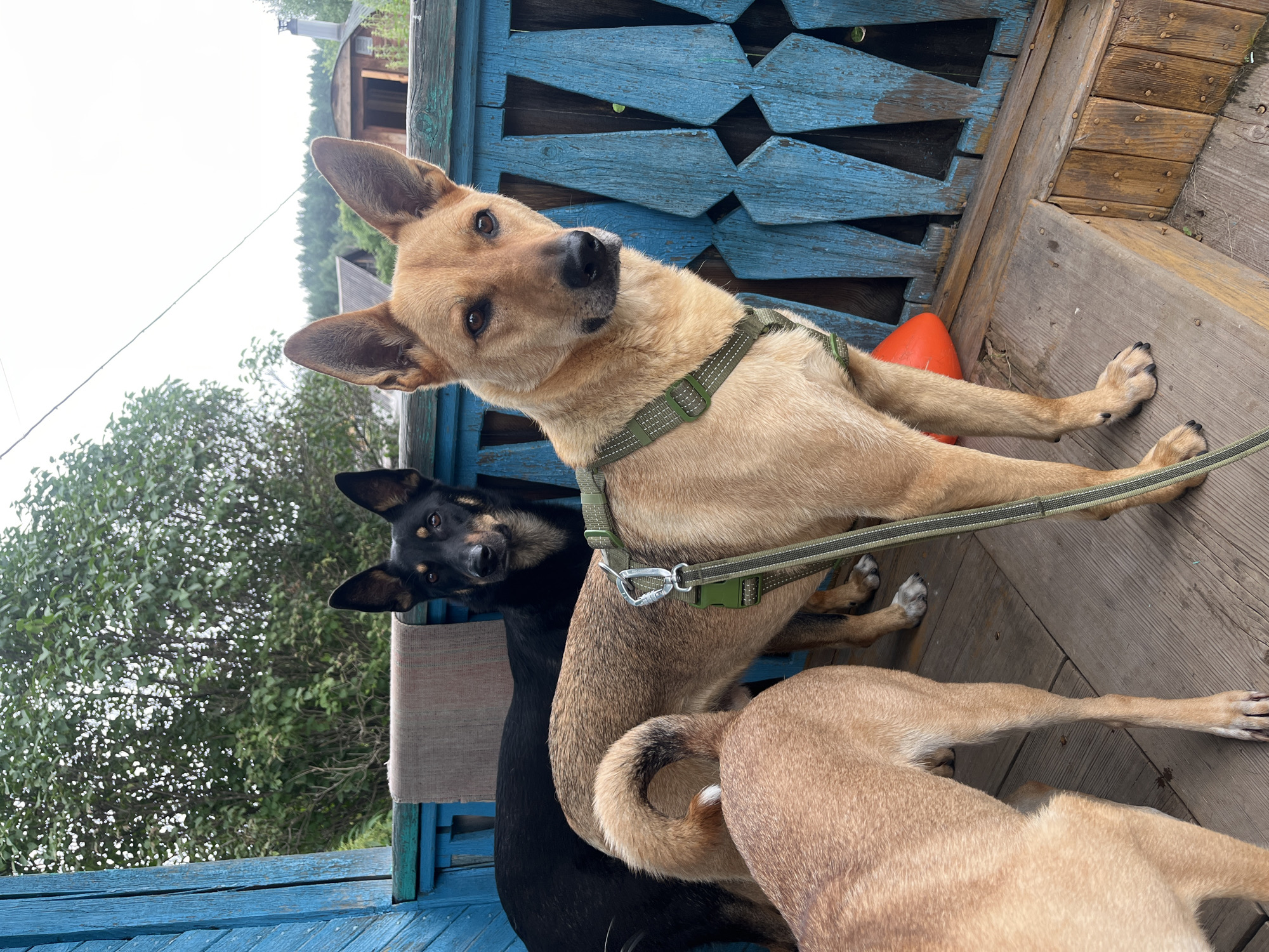 Three dogs are standing on a wooden porch. The dog in the foreground is light brown with a green harness. Behind it is another light brown dog, with its tail curled. In the background, a black dog with tan markings is looking towards the camera. The porch has a blue wooden railing. The scene is outdoors, with trees and buildings visible in the distance. This appears to be a residential area, likely in Nizhny Tagil, Russia, given the architectural style and vegetation.