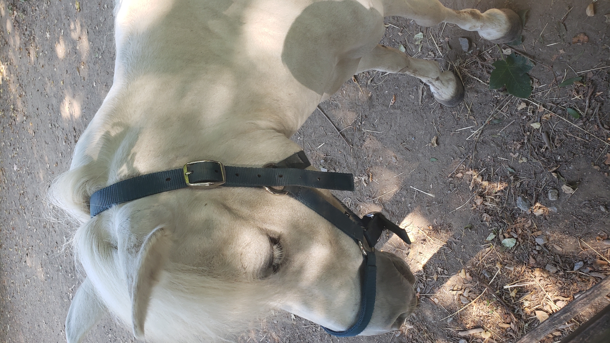 A white miniature horse stands on a dirt ground with scattered leaves and twigs. The horse is wearing a dark halter and bridle. The horse's head is lowered, and its eyes are partially closed. Sunlight filters through unseen foliage, casting dappled shadows on the ground and the horse's body. The background consists of more dirt and a hint of wooden fencing. There is no discernible indication of the location being within the city of Prešov, Slovakia.