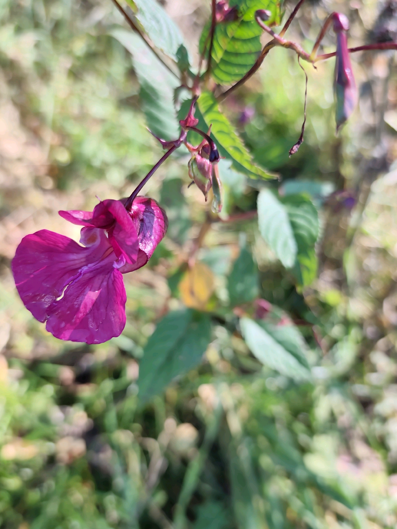 A close-up shot of a vibrant pink flower is captured against a blurred background of green foliage and earth. The flower, with its delicate petals and intricate structure, appears to be hanging from a slender stem. Its rich color and the way it is angled suggest it is a focal point in its natural habitat. The surrounding vegetation is out of focus, creating a soft bokeh effect that emphasizes the sharpness and detail of the flower. The image's lighting highlights the textures and subtle variations in color on the petals. There are no people or man-made objects visible in the frame, suggesting a natural, uncultivated setting. The environment appears to be outdoors, possibly a meadow or a forest floor, with dappled light suggesting a partly sunny day. The image is devoid of any specific location markers within Baikal, Russia, presenting a generalized natural scene.