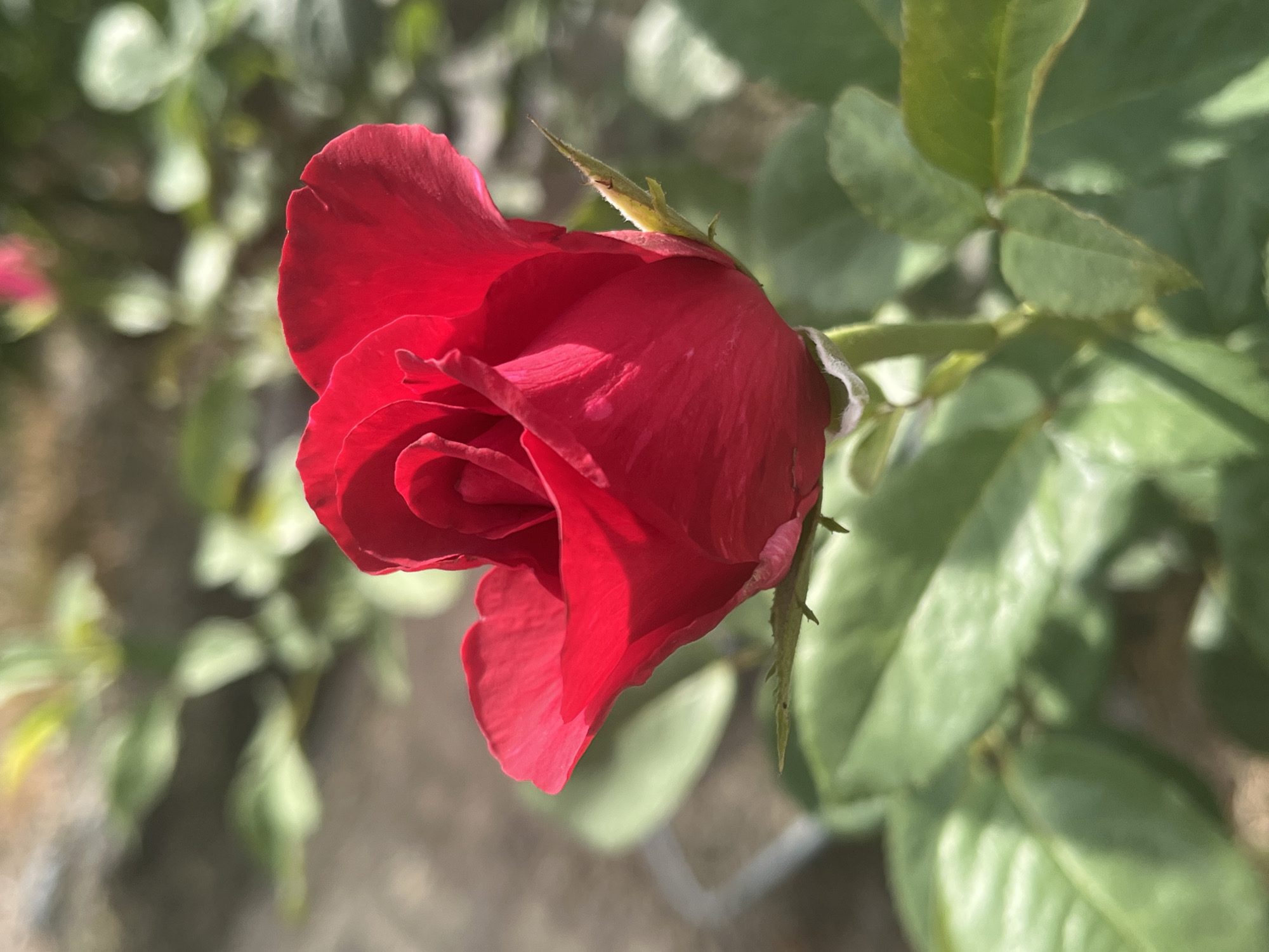 A close-up, outdoor, eye-level shot shows a vibrant red rose in the foreground, with soft green leaves and out-of-focus background elements. The rose, which is the primary subject, is in the process of blooming, with its petals tightly furled in the center and unfurling outwards. The lighting highlights the rich red color of the petals and creates subtle shadows that emphasize their velvety texture. The stem of the rose is visible, with a small, green, thorny bud to the right of the bloom. The surrounding foliage is a blurred tapestry of various shades of green, suggesting a garden or natural setting. The background is a soft blur of earthy tones and green, indicating the presence of other plants and possibly soil. The overall impression is one of natural beauty and the delicate unfolding of life.