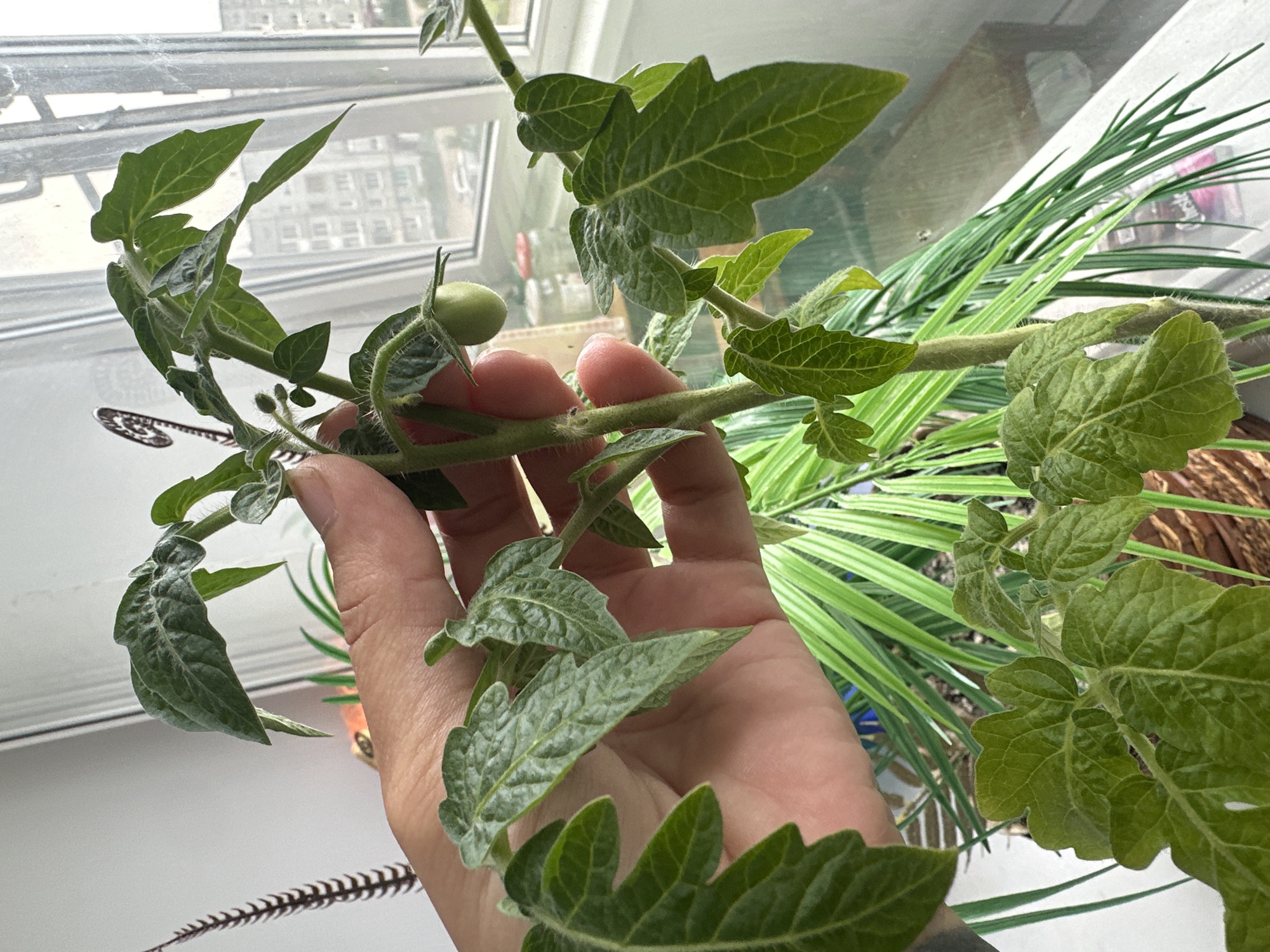 A person's hand is holding the stem of a small tomato plant with several green leaves and one developing green tomato. The plant is situated indoors, near a window that overlooks a city with buildings visible outside. In the background, another potted plant with long, green, grass-like leaves is present. The overall scene suggests an indoor setting, possibly a home, with the plant being cultivated near a window for sunlight. The image was taken in Kotlas, Russia.