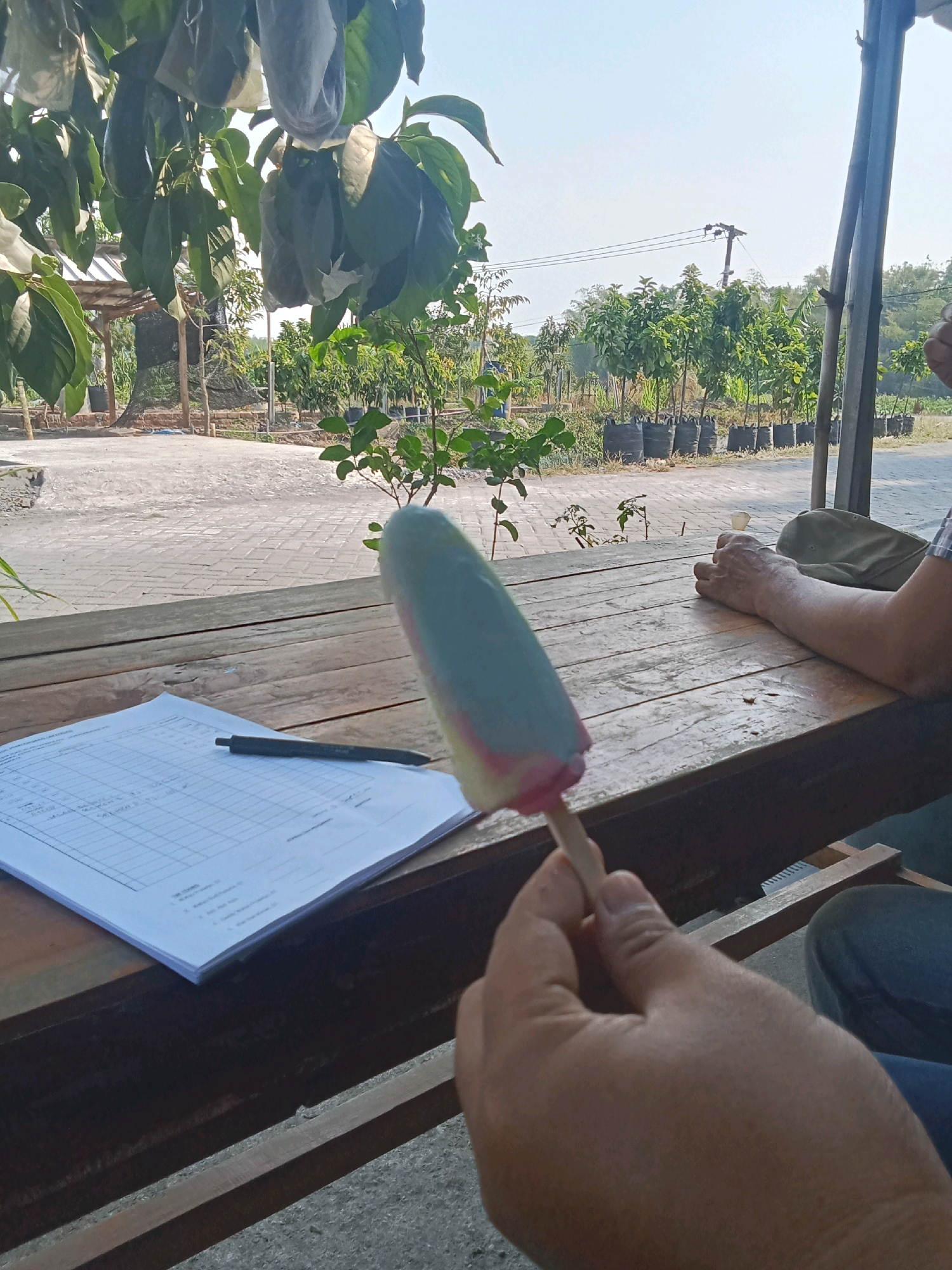 An individual is holding a popsicle in their right hand, while a sheet of paper with a pen lies on a wooden table. In the background, a row of potted trees is visible. The scene appears to be outdoors in a rural or agricultural setting, possibly a farm or nursery. The overall lighting suggests it is daytime. The location is identified as Genengan Jasem, Indonesia.