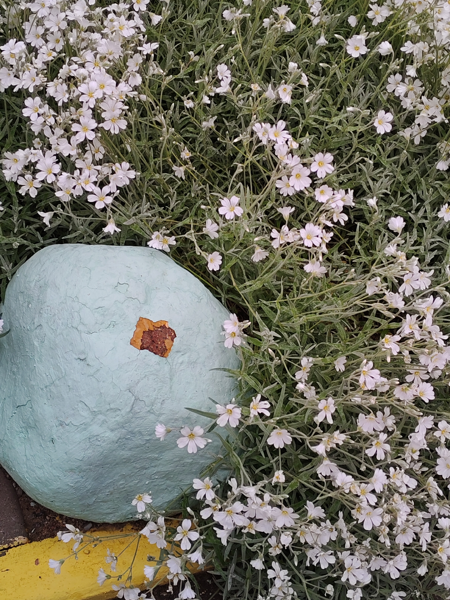 The image presents a ground-level view of a floral scene. The predominant feature is a dense cluster of small white flowers with yellow centers, likely belonging to the Cerastium tomentosum species, also known as Snow-in-Summer. These flowers and their silvery-green foliage create a thick carpet.
Partially visible at the lower left corner is a turquoise-colored, rounded object, potentially a painted rock or a similar decorative element. A fragment of brown material, possibly a leaf or decayed paint, adheres to its surface. A thin strip of yellow is seen adjacent to the rock.
The scene lacks identifiable human presence or activity. The context suggests an outdoor setting, perhaps a garden or park area. The absence of specific urban features makes it impossible to determine a location in the city of Unknown, Unknown.