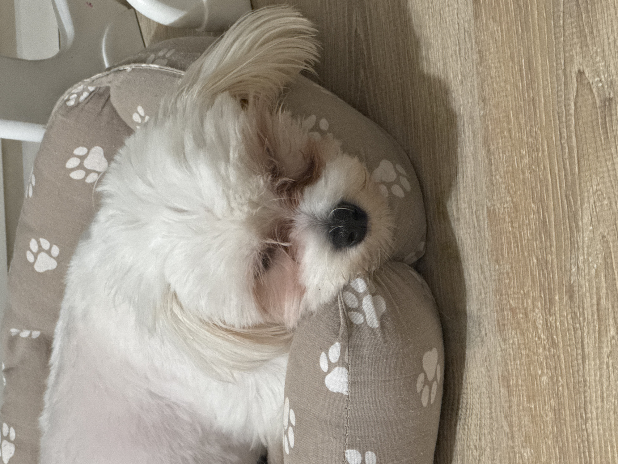 The image is a close-up shot of a small, white dog sleeping on a dog bed. The dog, which appears to be a Maltese or a similar breed, is lying on its side with its eyes closed. Its fur is long and fluffy, covering its face. The dog bed is round and appears to be made of a soft, beige fabric decorated with white paw prints. The dog is resting its head on one of the raised edges of the bed. The background consists of a light brown, wooden floor. No specific location in Mikhaylovsk, Russia, can be identified from the image.