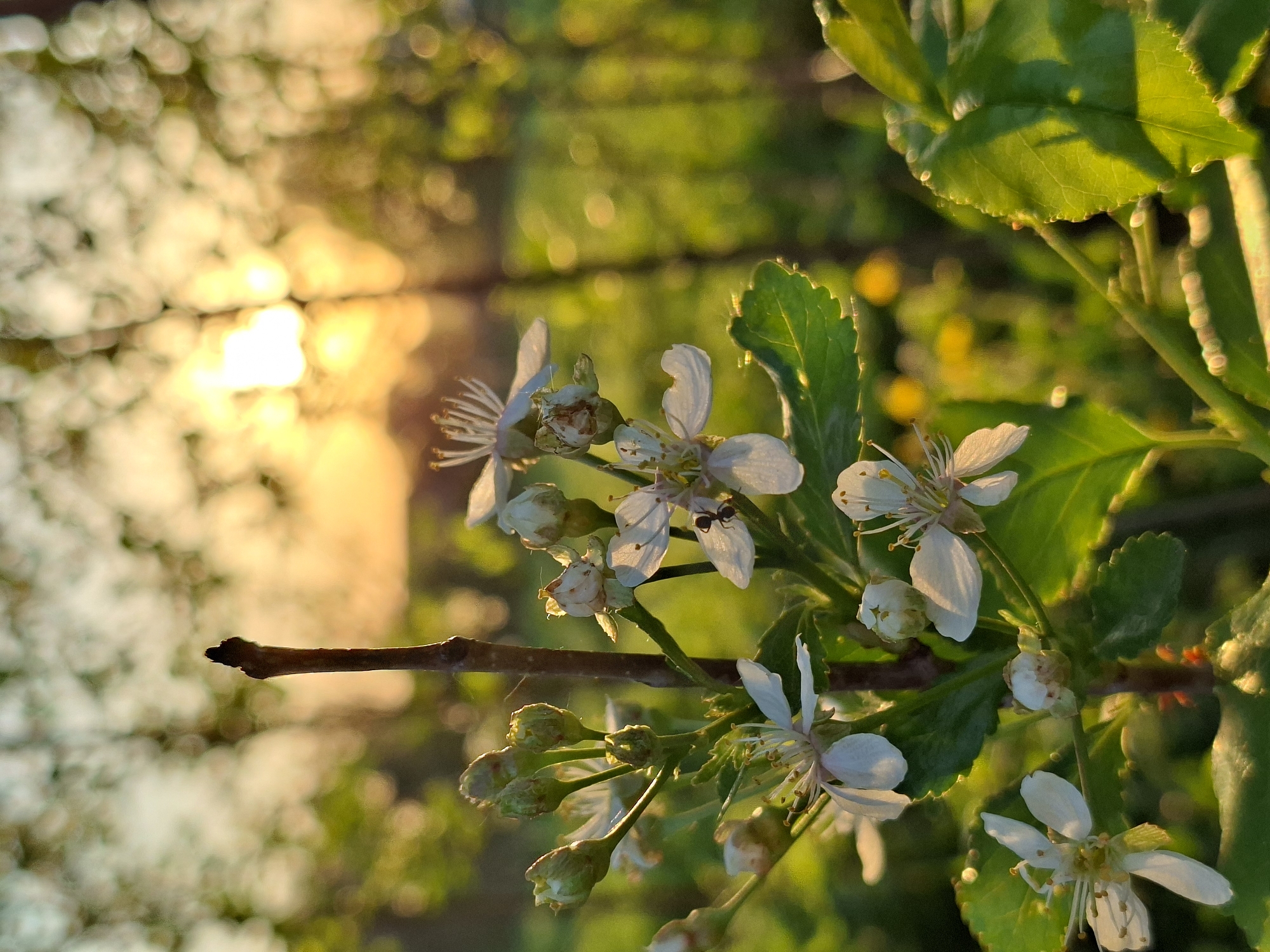 A close-up, low-angle shot captures a cluster of white blossoms and green leaves against a blurred background of sunlight filtering through trees. An ant is visible on one of the flowers. The background's bokeh effect suggests an outdoor setting, possibly a park or garden, where sunlight is streaming through the foliage. The image's composition emphasizes the delicate details of the flowers and leaves, while the blurry backdrop adds a sense of depth and ambiance. The scene is not identifiable as Karsha, Russia.