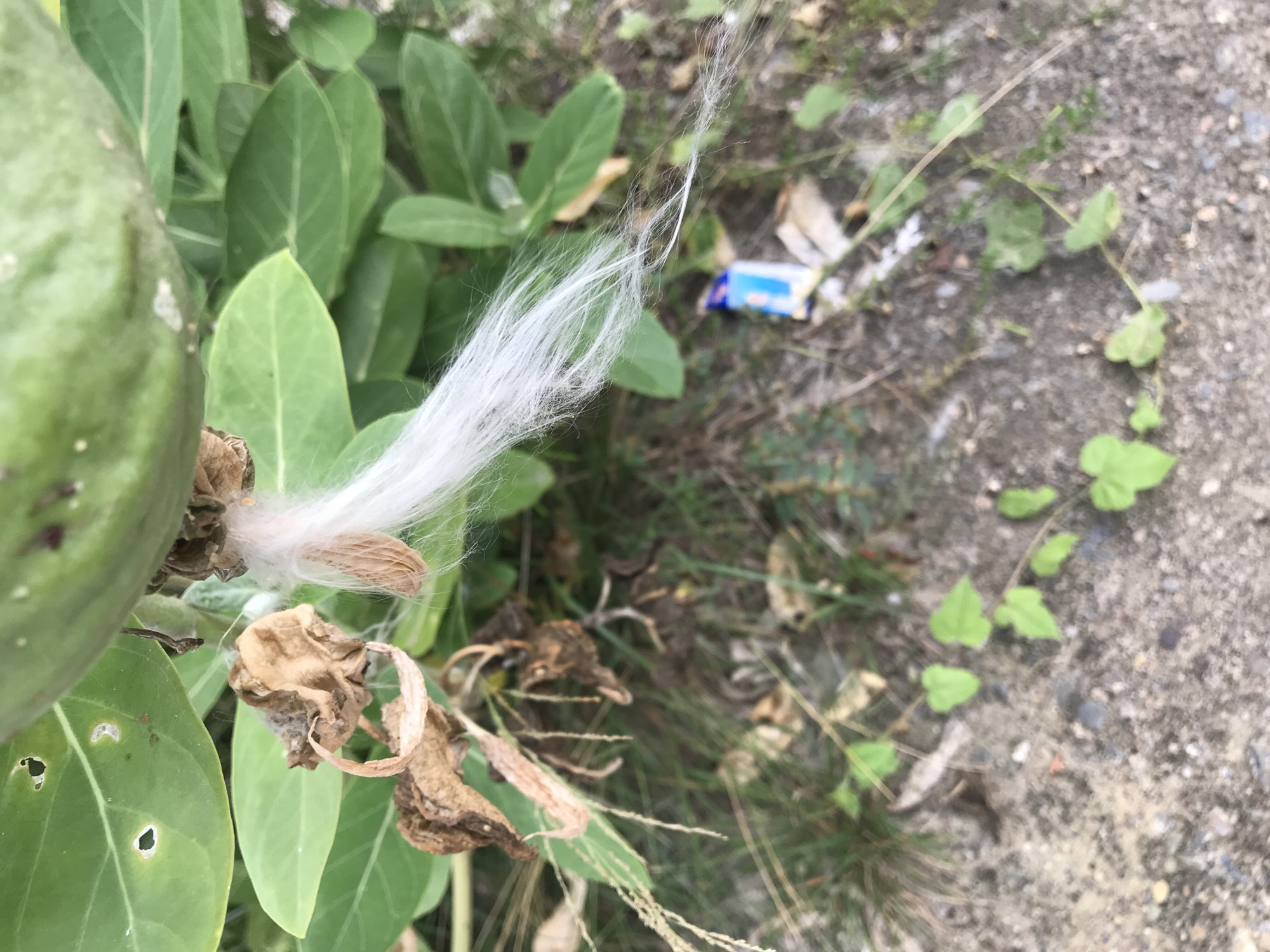 The image shows a close-up of a milkweed plant in Lhokseumawe, Indonesia. The plant has large green leaves and a seed pod that is bursting open, releasing white, fluffy seeds. The surrounding area is a mix of dirt, grass, and some concrete. There is also some trash, including a small blue and white wrapper, visible in the background. No people or animals are visible.