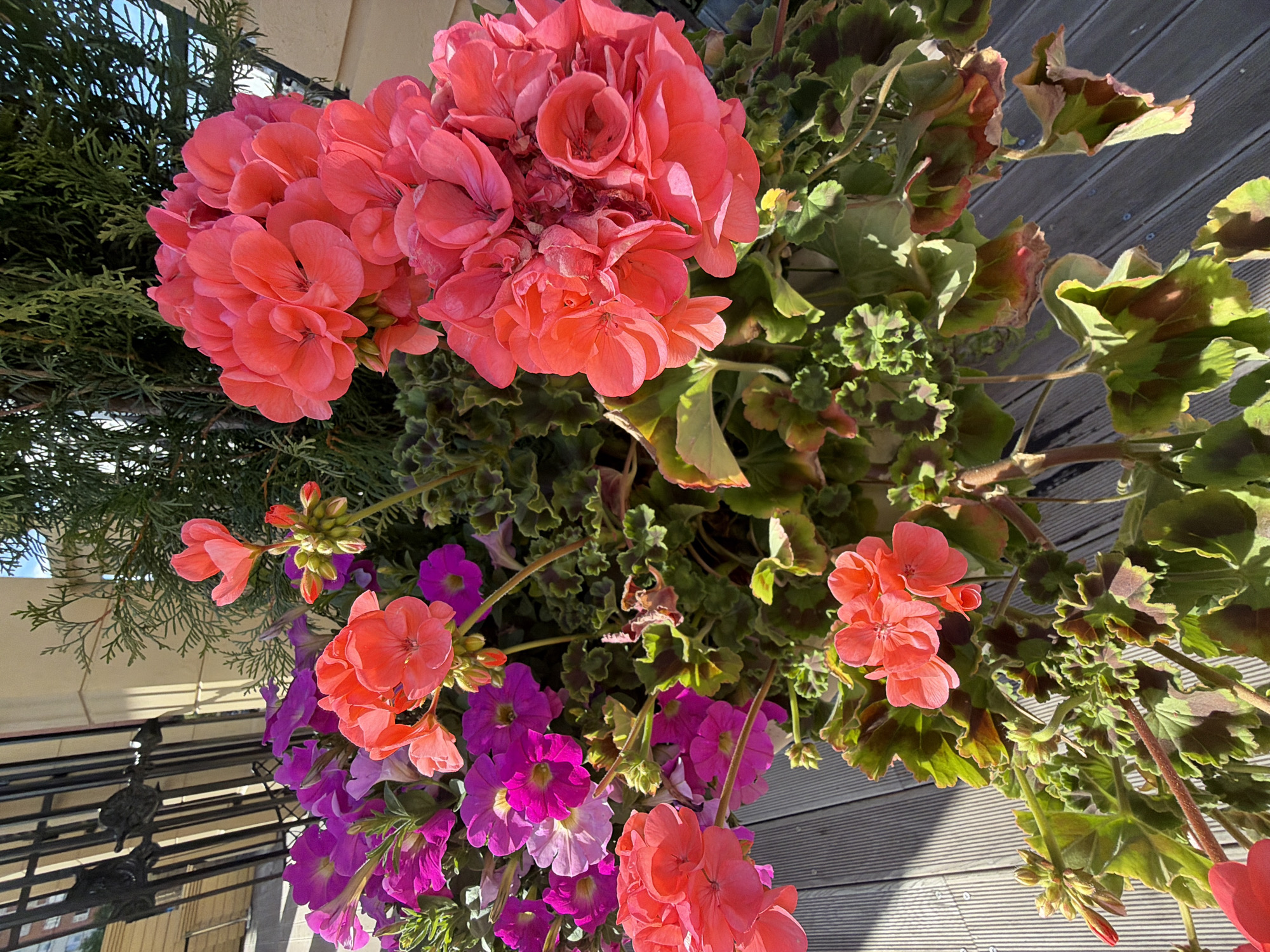 This is a close-up, high-angle shot of a flower pot filled with a vibrant mix of coral-pink and purple flowers. The coral-pink flowers, likely geraniums, are clustered together in large, round blooms, with some individual petals clearly visible. Interspersed among them are smaller, bell-shaped purple flowers, possibly petunias. The foliage is a deep green, with some leaves showing reddish-brown edges, suggesting they may be slightly dried or sun-kissed.
The background consists of a grey wooden deck, with its horizontal planks visible, and a portion of a green conifer tree on the left. In the upper left corner, a sliver of blue sky is visible, and what appears to be a building or structure with cream-colored siding. A dark metal railing or fence is visible in the lower left quadrant, casting a shadow on itself.
The lighting suggests it is daytime, likely sunny, casting clear shadows. The overall impression is one of a well-maintained outdoor garden or balcony setting. No people are visible. There is no visible text in the image. The location context of Moscow, Russia, implies this is likely a summer or late spring scene.
