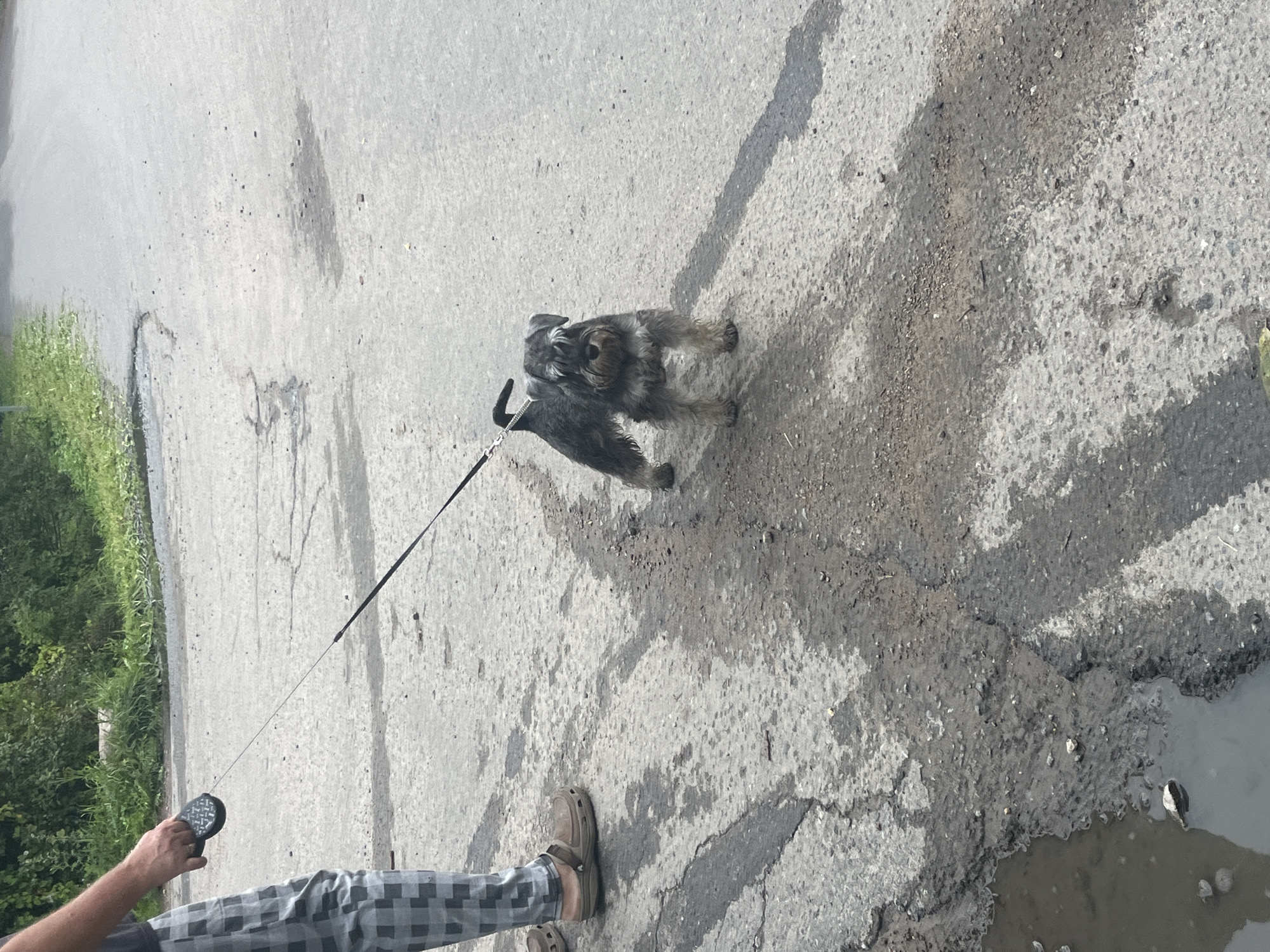 A person is walking a small, grey schnauzer on a leash on an asphalt road in Vladimirovka, Russia. The person is wearing checkered grey pants and brown slip-on shoes. The dog is standing on the road, facing the camera, with a visible shadow cast to its right. The road surface is wet and cracked in places, with puddles of water. Greenery and trees are visible in the background.