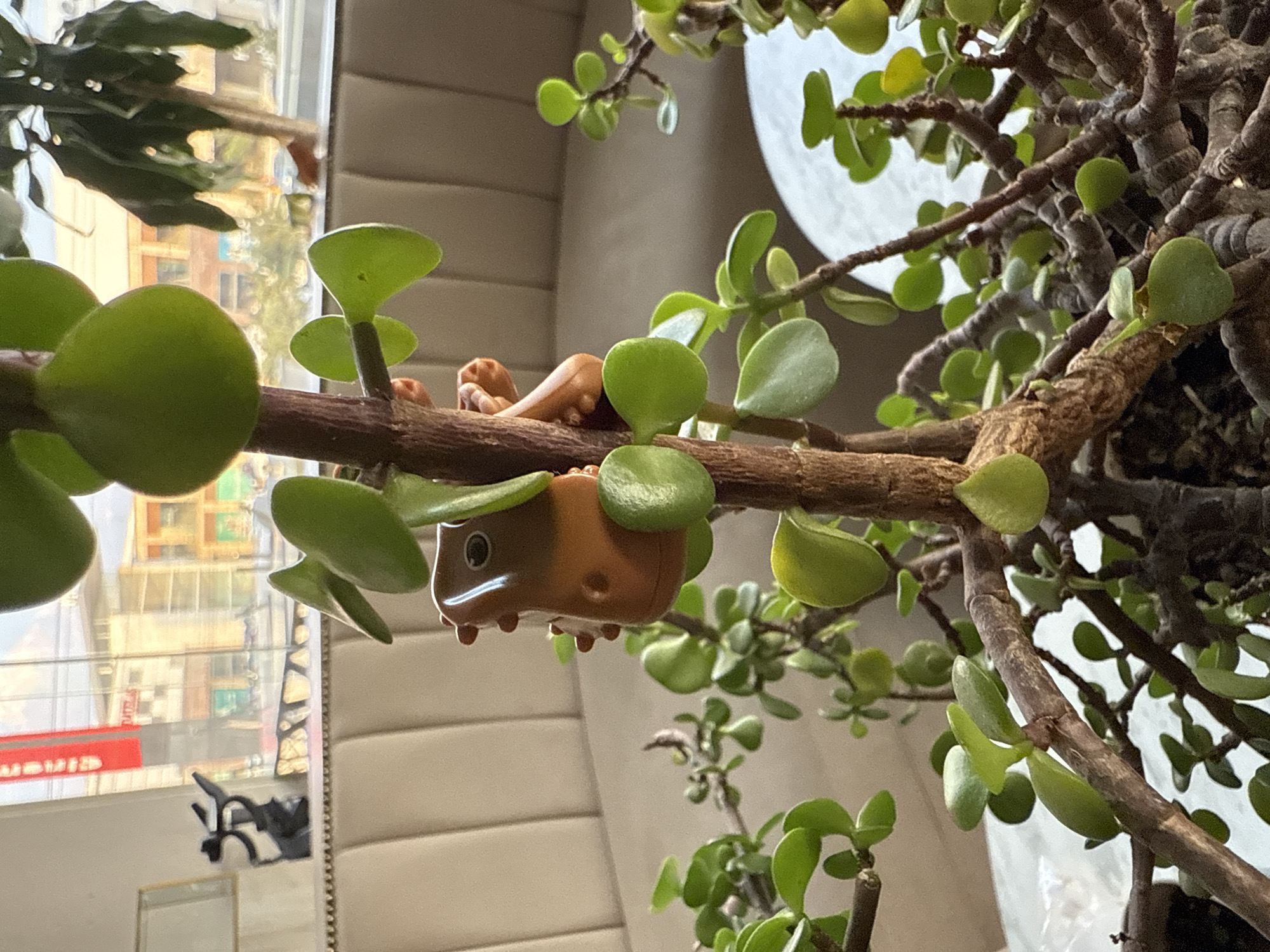 A close-up shows a toy turtle hanging on a branch of a jade plant. The turtle is brown with dark brown eyes and feet. The jade plant is green and leafy with thick, woody branches. In the background, through a window, buildings are visible. The window frame is white, and there is a red sign visible on one of the buildings. The presence of the red sign may indicate the location is the city of Puebla, Mexico.