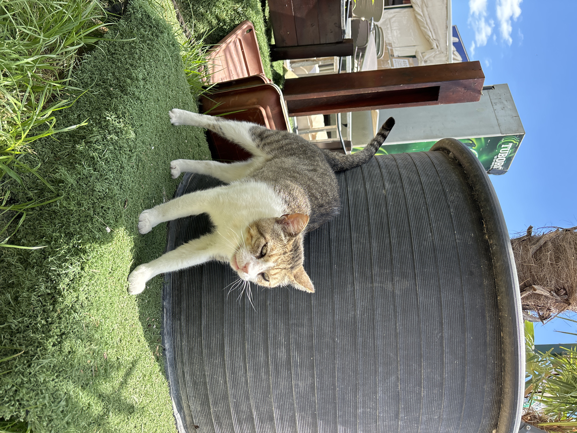 A tabby and white cat is standing on a patch of artificial turf next to a large black cylindrical object, likely a planter or a storage container. The cat is positioned with its body angled slightly away from the viewer, its tail held high and curved. Its head is turned towards the viewer, and its mouth is slightly open, revealing its tongue and teeth. The cat's fur is a mix of grey tabby markings and white.
In the background, a tall, thin wooden post stands to the left of the black cylinder. Behind the post, a light-colored structure with a sign displaying the "TUBORG" logo is visible, suggesting a commercial establishment. Further in the background, more structures and tables and chairs are present, indicating an outdoor seating area. The scene is illuminated by bright sunlight, casting shadows on the artificial turf. The overall setting appears to be an outdoor area in Budva, Montenegro, possibly a cafe or restaurant patio.