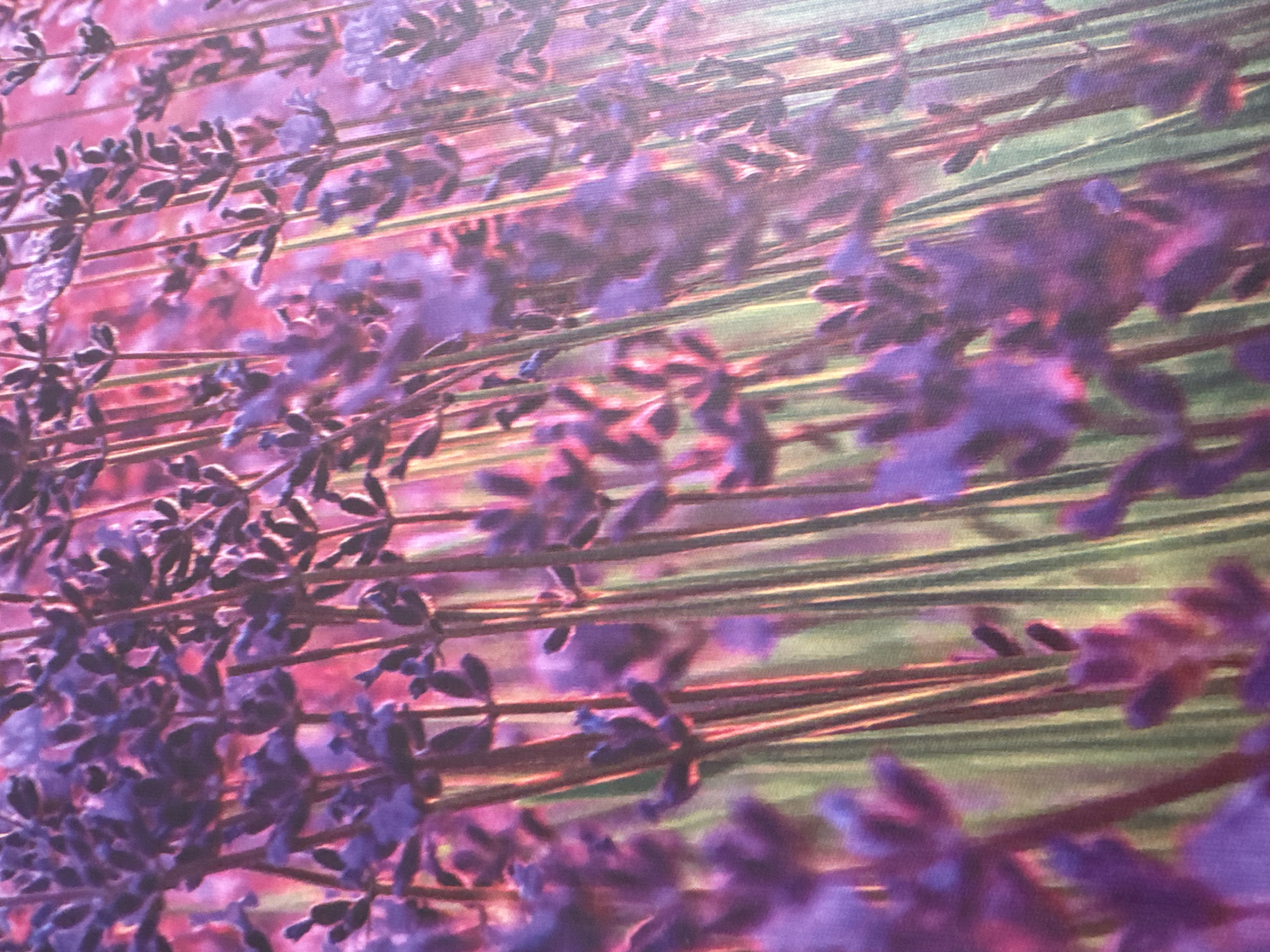 The image is a close-up, overhead view of a field of lavender. The lavender is in full bloom, with a dense carpet of purple flowers. The stems of the lavender are visible, appearing as thin, vertical lines. The background is a soft blur of pink and green, suggesting the depth of the field. The lighting is soft and diffused, creating a dreamy and serene atmosphere. The image does not contain any people or man-made objects. The scene appears to be natural and untouched.