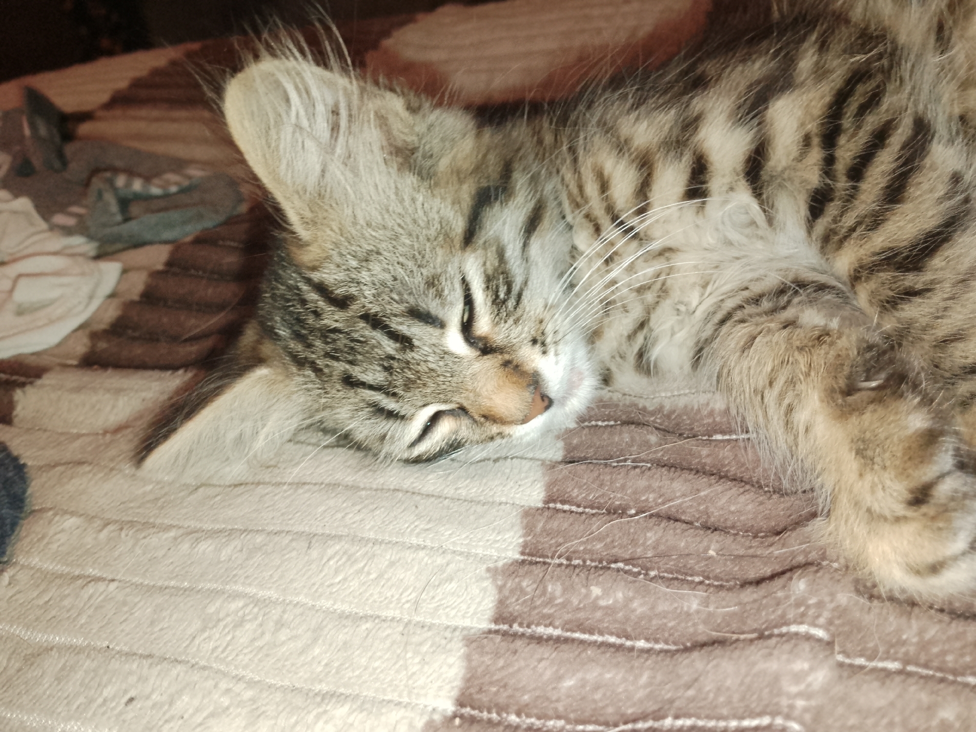 A tabby kitten sleeps on a blanket with a striped pattern of beige and brown. The kitten is facing right, curled up with its eyes closed. Its fur is striped with black and brown. The blanket appears to be soft and textured, with visible stitching. In the background, out of focus, there are some crumpled pieces of fabric. The lighting is dim, suggesting the photo was taken indoors at night. There are no people or other animals visible in the image. The location is described as Unknown, Unknown.