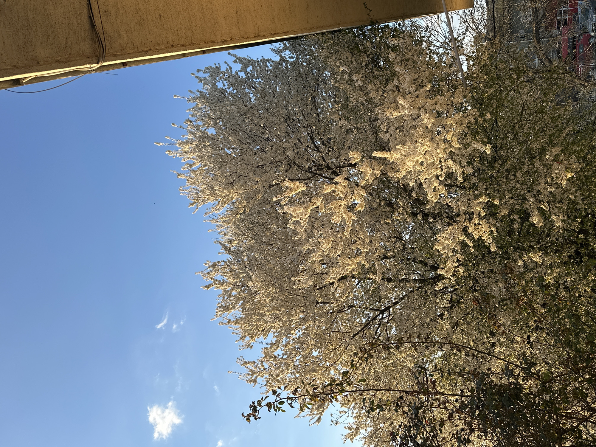 A low-angle shot shows a tree in full bloom against a bright blue sky with scattered clouds. The tree's branches are densely covered with white blossoms, illuminated by sunlight that creates highlights on the flowers. Parts of the tree have leaves, while others are still bare branches. Above the tree, a concrete structure, possibly a building overhang, is visible. In the background and to the right, other trees and a building are partially visible. The image captures a scene during daylight, likely in spring given the blossoming tree. The location is Targovishte, Bulgaria.