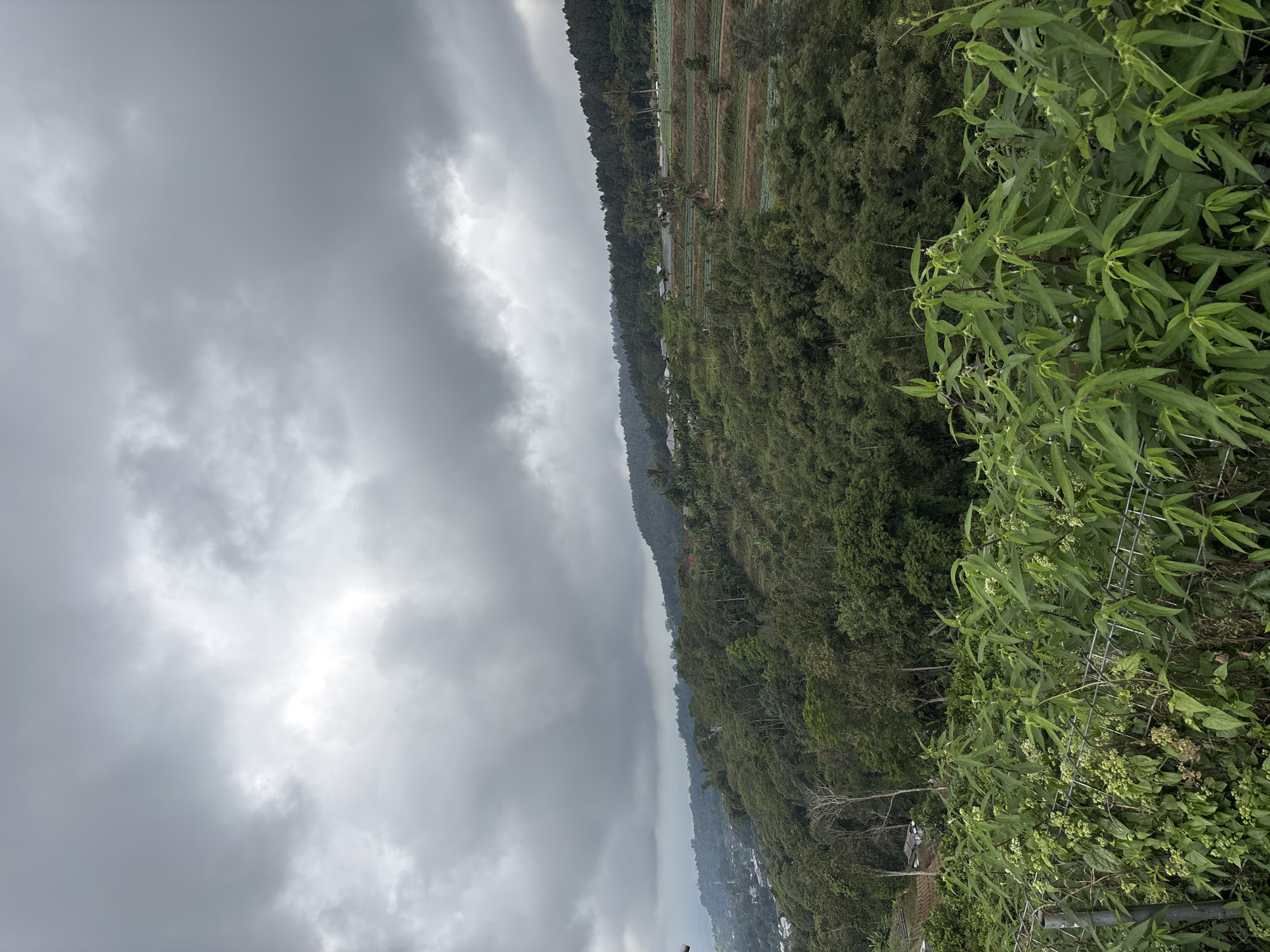 The image depicts a landscape view in Baturiti, Indonesia, under a cloudy sky. A hillside covered with dense green vegetation dominates the scene, sloping downward from the top right to the lower left of the frame. Agricultural plots are visible along the top of the hill, suggesting cultivated land. A layer of lower-lying vegetation and foliage occupies the foreground on the right. In the distance, below the hillside, hints of buildings and structures suggest a settlement or small town. The overcast sky is filled with grey clouds.