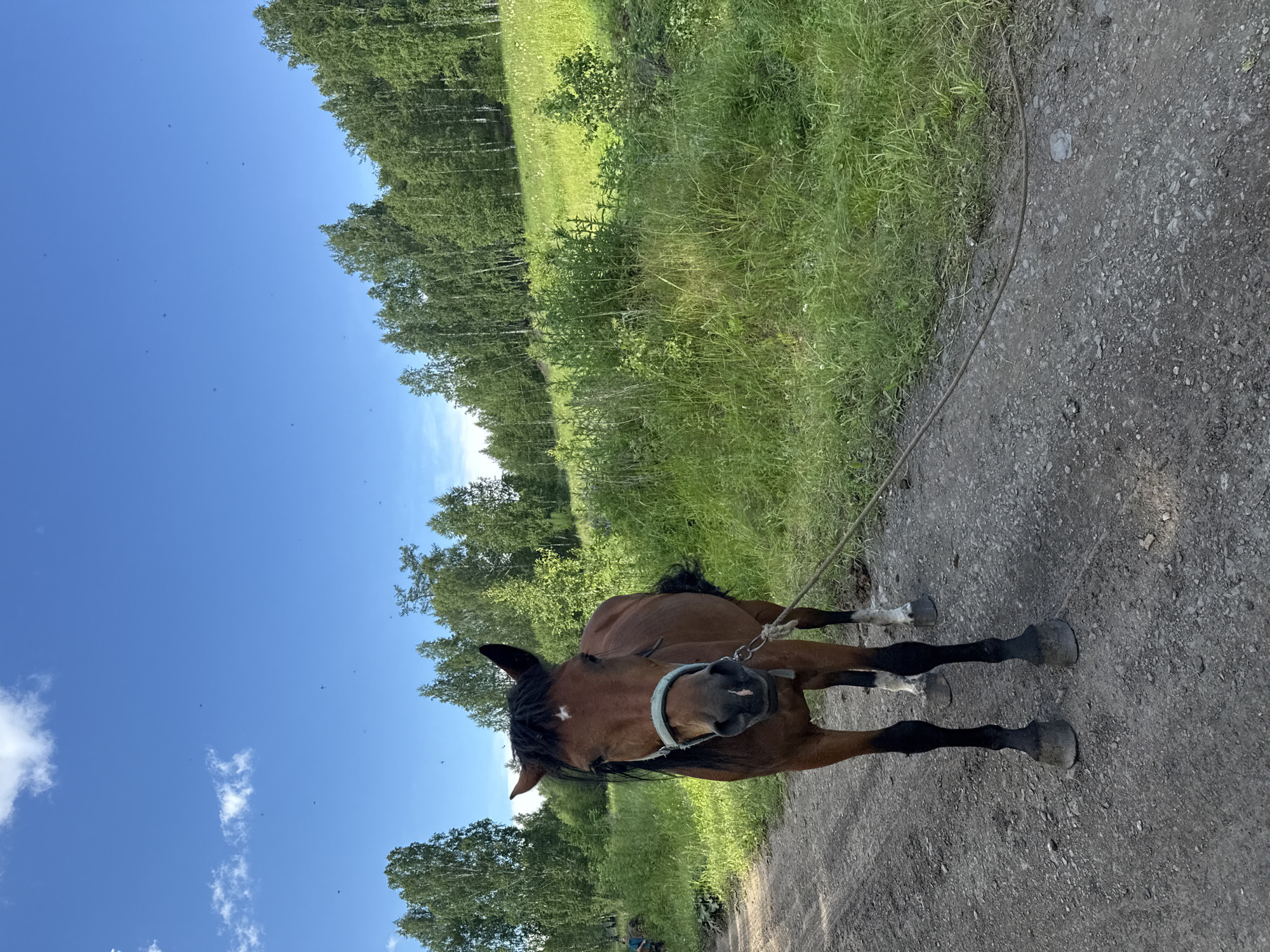 This is a vertical, eye-level, full shot of a bay horse tied to a rope, standing on a dirt path. The horse is facing the camera, with its head slightly turned to its right. It is wearing a light blue halter. The horse is in the foreground, and behind it, a lush green field slopes upwards, dotted with white wildflowers and bordered by a dense line of birch trees. The background is a bright blue sky with a few wispy clouds and numerous small dark specks, likely insects. The scene suggests a warm, sunny day in a rural or natural setting, possibly in the countryside given the location context. The horse appears calm and relaxed, with no visible text in the image.