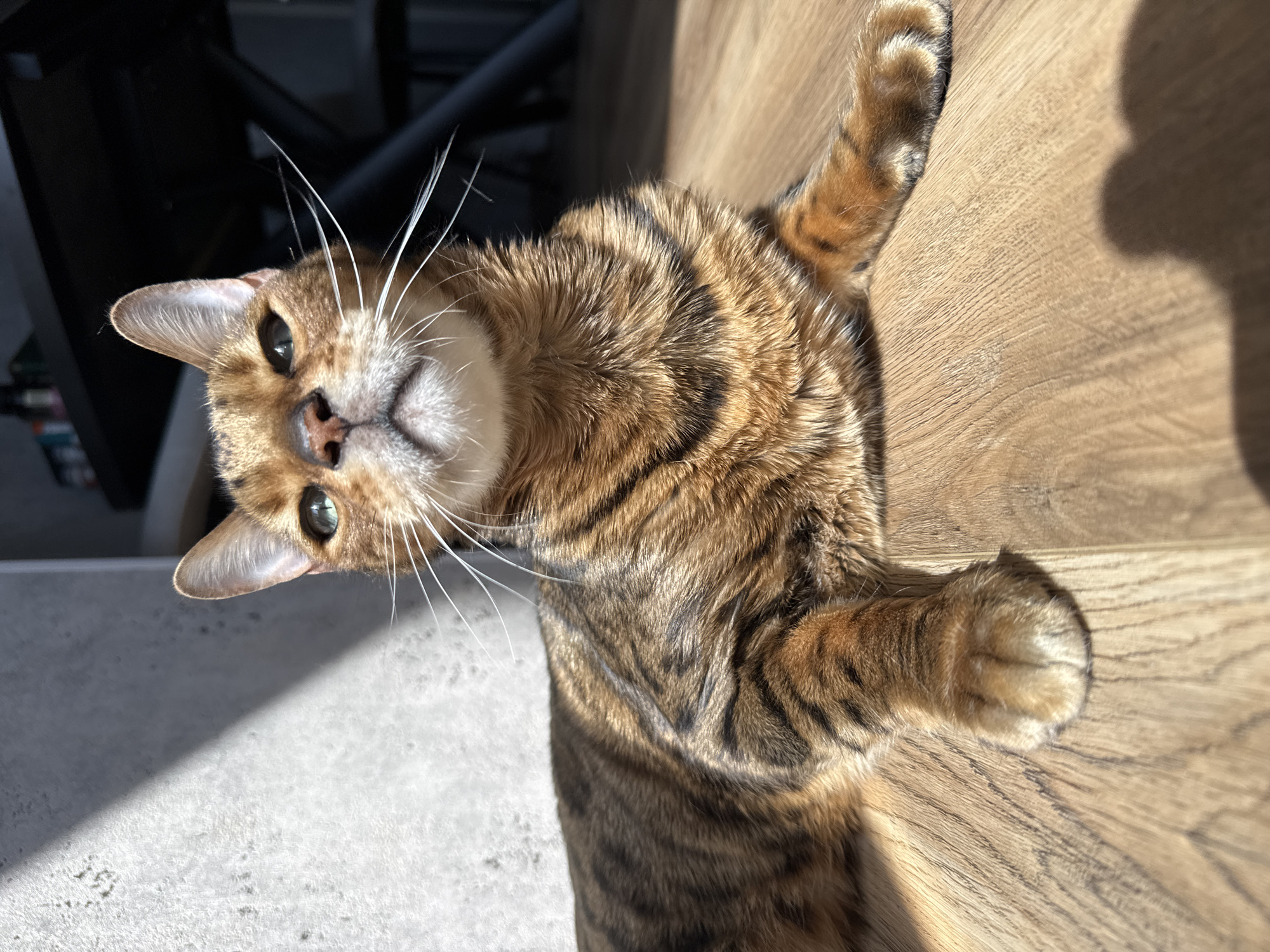 A brown and black tabby cat lies on its side on a wooden floor with sunlight streaming across it. The cat has green eyes, a pink nose, and long white whiskers. It's lying with its head towards the bottom left of the image and is looking up at the camera. One paw is outstretched towards the upper right of the image. The background is blurred and shows a gray wall or floor and what appears to be a black metal object. The location is unknown.
