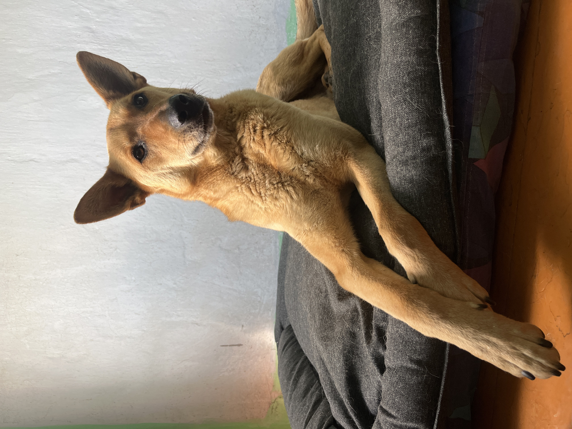 A medium-sized dog with short, light brown or tan fur is the central subject of this indoor portrait. The dog is lying down on a dark grey, fabric dog bed, with its front paws extended forward. Its head is tilted slightly, and it looks directly into the camera with dark, attentive eyes and perked, pointy ears. The dog's expression appears curious and calm.
The dog bed has a textured, possibly worn, dark grey fabric cover. Behind the dog bed, a section of a patterned blanket or cushion with geometric shapes in dark blue, green, and purple hues is visible against an orange-brown wall on the right. The background on the left features a plain, light grey or off-white wall, showing some texture. A thin strip of green is visible at the very bottom edge where the wall meets what appears to be a floor or another surface.
The lighting is soft and diffused, suggesting an indoor daytime setting. The scene conveys a relaxed and intimate moment with the pet in what appears to be a home in Nizhny Tagil, Russia. No text is visible in the image.