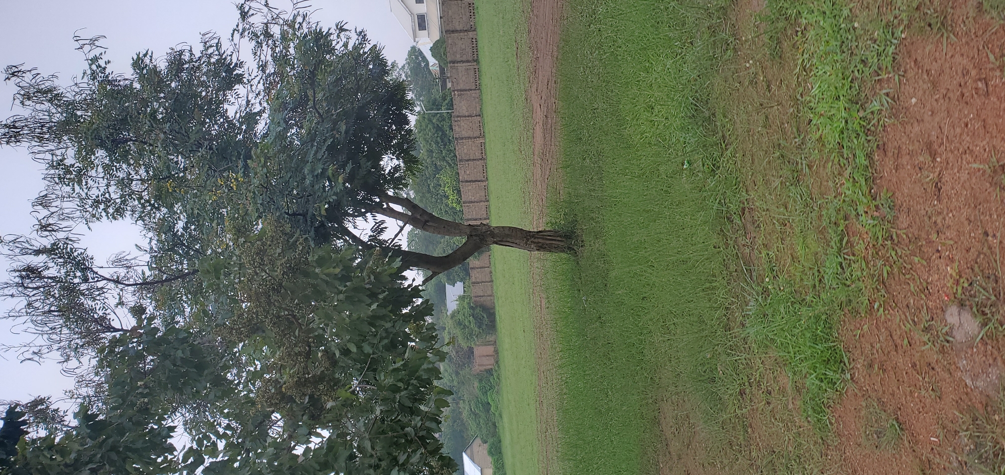 The image depicts an outdoor scene, likely in Jos, Nigeria, characterized by a dry, reddish-brown dirt path in the foreground that transitions into a well-maintained, green grassy field. Dominating the midground is a solitary tree with a thick, gnarled trunk and a canopy of green leaves and seed pods. Behind the tree, a brick wall runs horizontally across the frame, forming a boundary. Beyond the wall, several buildings are visible, including one with a white, multi-story structure and others that appear to be smaller residential buildings with light-colored walls and dark roofs. The sky is overcast, suggesting a cloudy or possibly rainy day. The overall impression is one of a tranquil, semi-urban or suburban environment. There are no people or animals visible in the image.