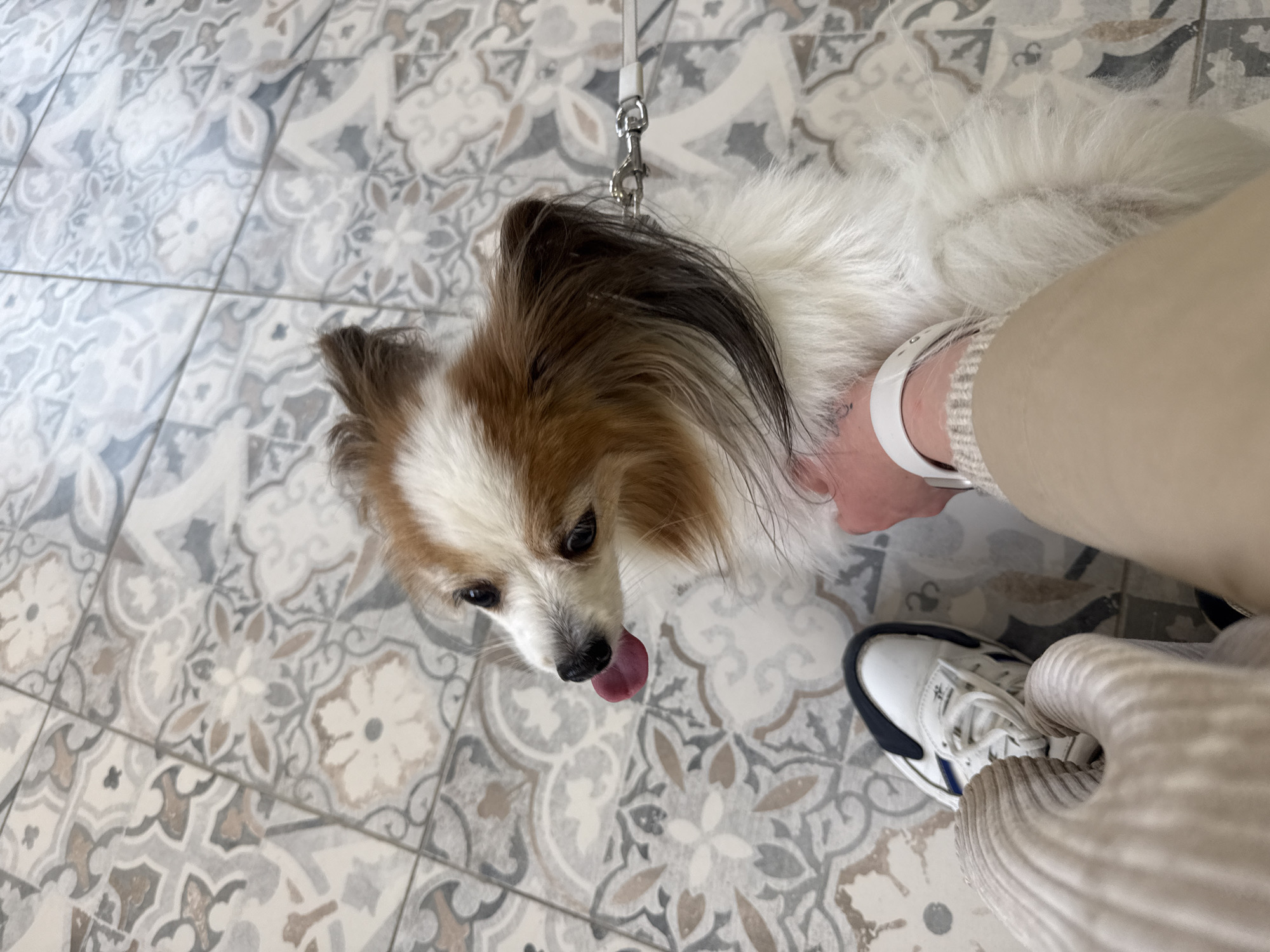 A Papillon dog on a white leash stands on a patterned tile floor. The dog has a white and brown head with a long coat, and its tongue is slightly protruding. A person's hand, wearing a white smartwatch, is near the dog's neck. Part of a white shoe with a blue accent is visible. The setting appears to be indoors. The location is not evident from the image.