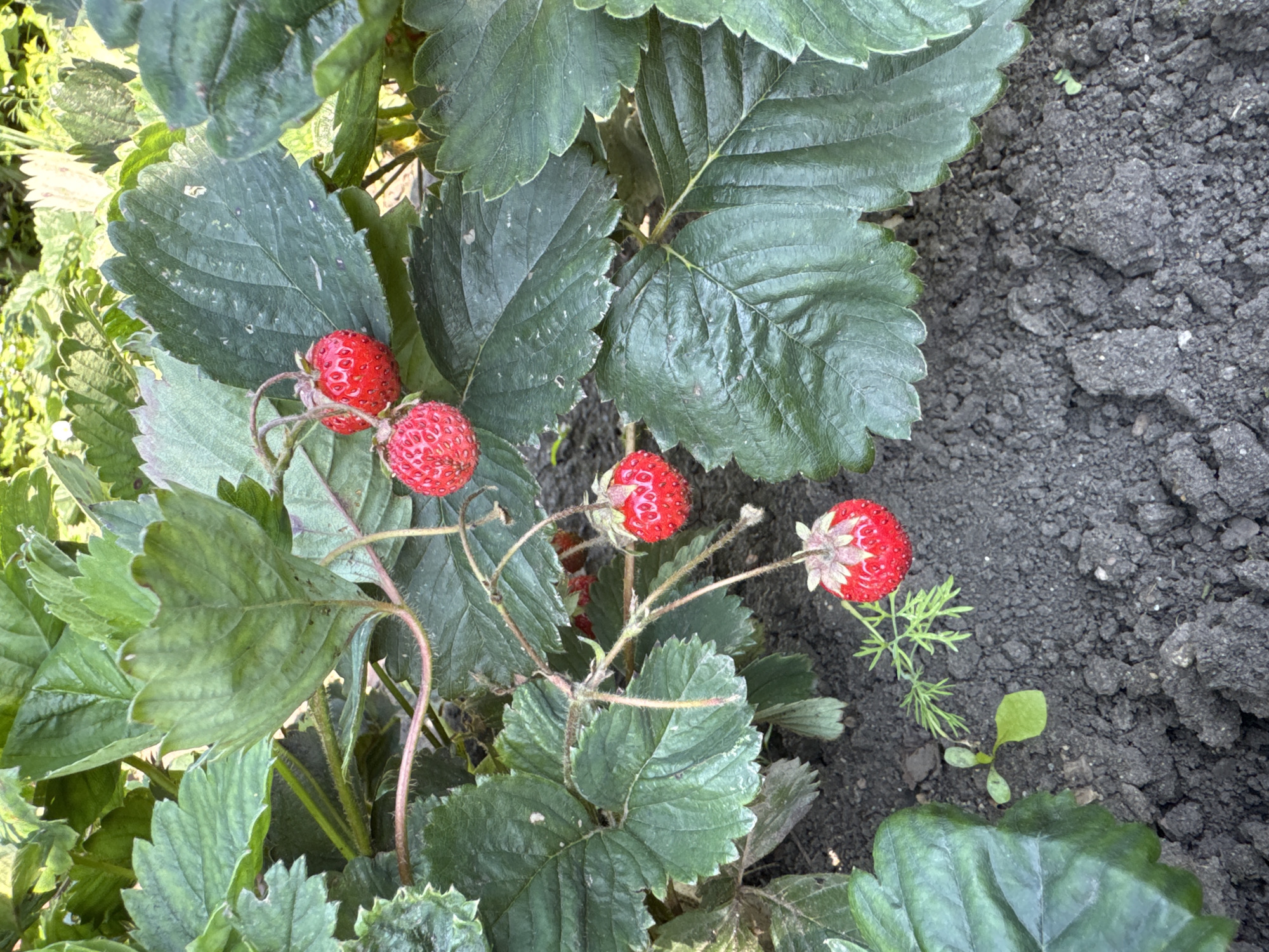 This is a close-up, eye-level, outdoor photograph of a strawberry plant with several ripe red strawberries. The plant has large, dark green leaves with serrated edges. The strawberries are small and appear to be wild or a small variety. They are attached to thin, reddish stems. The ground beneath the plant is dark, moist soil with some small green weeds. The background is blurred, suggesting other foliage or plants. The lighting is natural daylight, casting soft shadows. The scene is likely a garden or naturalized area in Urazovo, Russia. There are no people or animals visible in the image. The overall impression is one of natural growth and simple ripeness.