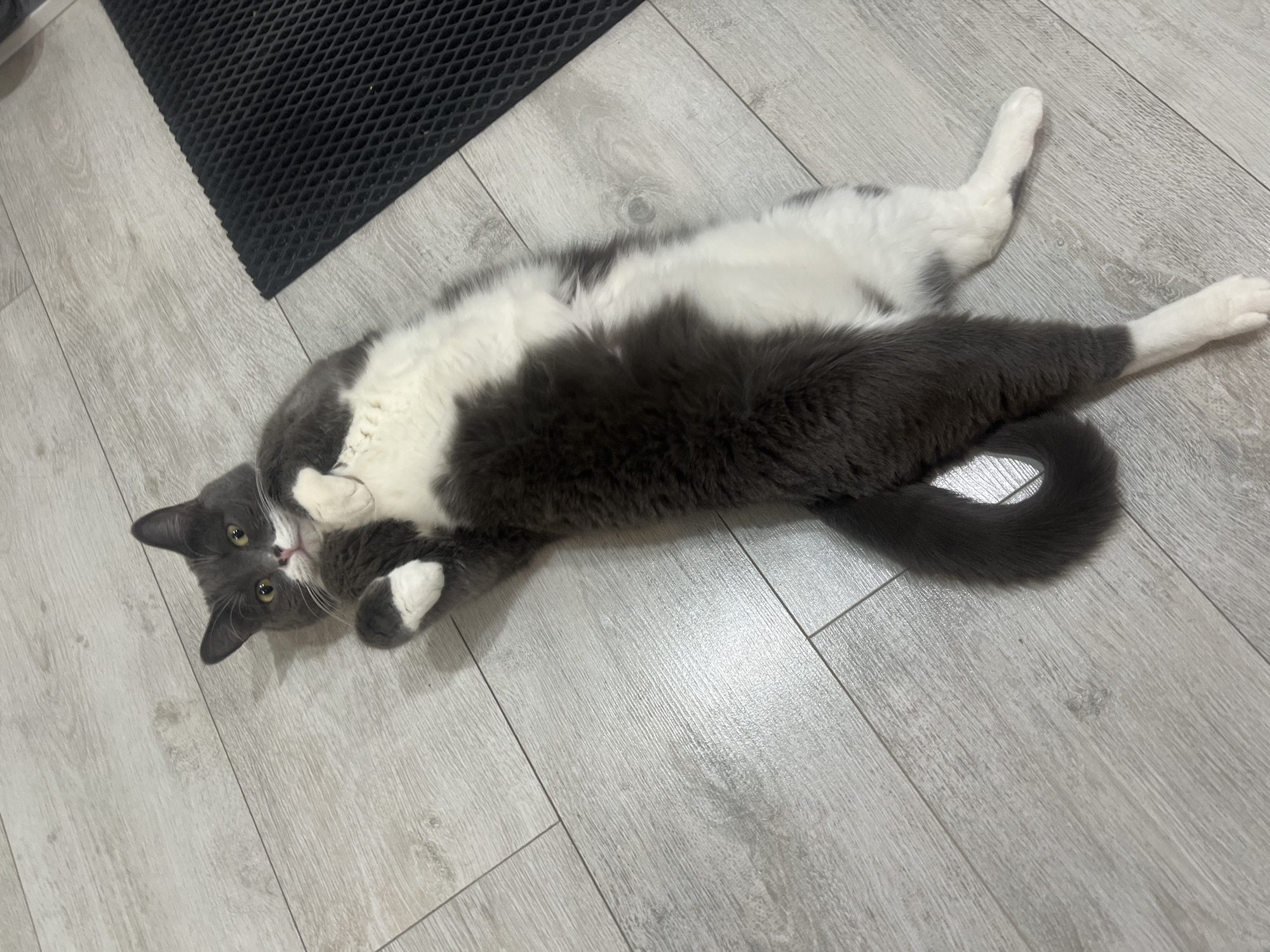 A gray and white cat lies on its back on a light gray wood-look laminate floor. The cat has one paw raised near its face. A black doormat is visible in the upper left corner of the frame. The location is Tyumen, Russia.