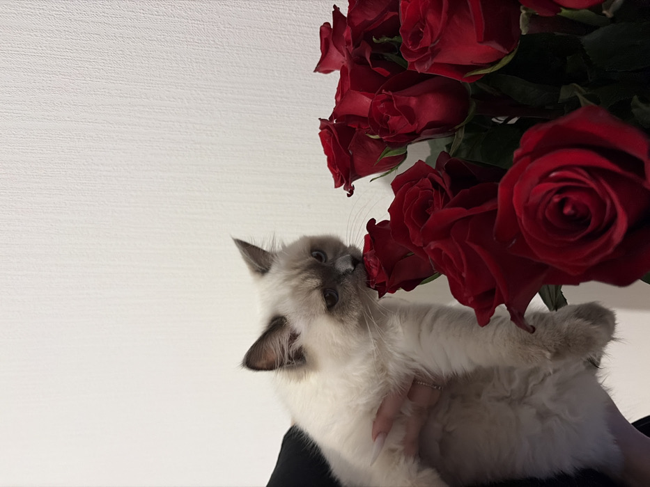 The scene is set indoors in Novogorelovo, Russia. A light-colored, pointed cat, with cream-colored fur and darker markings on its face and ears, is held by a human hand on the left side of the frame. The cat's blue eyes are visible, and its nose is pressed directly against a deep red rose, suggesting an act of sniffing or gentle interaction. The human hand features long, light-colored manicured fingernails and a ring with small stones on a finger. A dark fabric, possibly a garment sleeve, is visible behind the hand. To the right, a dense bouquet of numerous fresh red roses is prominently displayed, showing their petals, green stems, and leaves. The background is a plain, light-colored (white or off-white) wall with a subtle, vertical textured pattern.