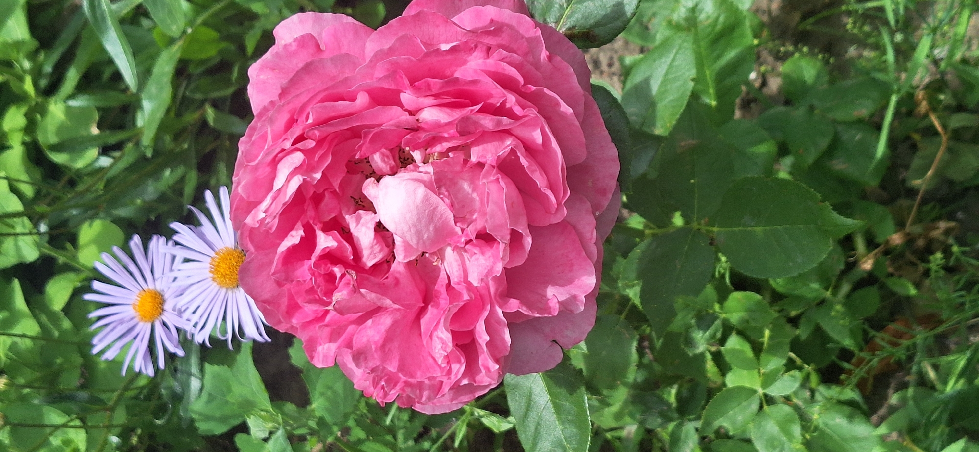 The image depicts a close-up view of a vibrant pink rose in full bloom, its petals layered and slightly ruffled. Behind the rose, two delicate light purple aster flowers with yellow centers are visible, adding a contrasting splash of color. The background consists of lush green foliage, suggesting a garden setting. The lighting appears to be natural, possibly sunlight, creating soft shadows and highlighting the textures of the petals and leaves. The scene is devoid of any human presence or specific identifiable landmarks that would indicate its location within Bila Tserkva, Ukraine. The focus is solely on the natural beauty of the flowers and surrounding greenery.