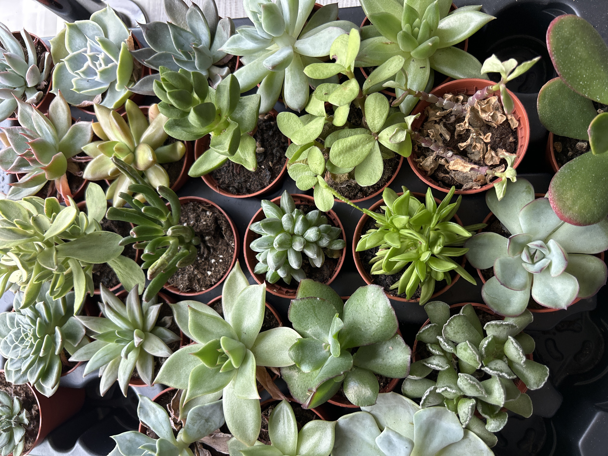 An overhead close-up shot captures a collection of various succulent plants in small, terra cotta-colored pots, arranged on a black tray. The succulents display a range of shapes, sizes, and colors, from pale green and blue-green to darker green hues. Some plants feature thick, fleshy leaves that are rounded, while others have more pointed, elongated leaves. A few of the succulents appear to be in various stages of growth, with some looking healthy and vibrant, and others showing signs of dryness or wilting. The potting soil is visible in the pots, and some of the plants have soil clinging to their leaves. The lighting suggests an indoor setting, possibly a greenhouse or a retail environment. The image composition is tight, focusing solely on the plants and their immediate containers. There are no people or other objects visible in the frame, and no indication of a specific city or location.