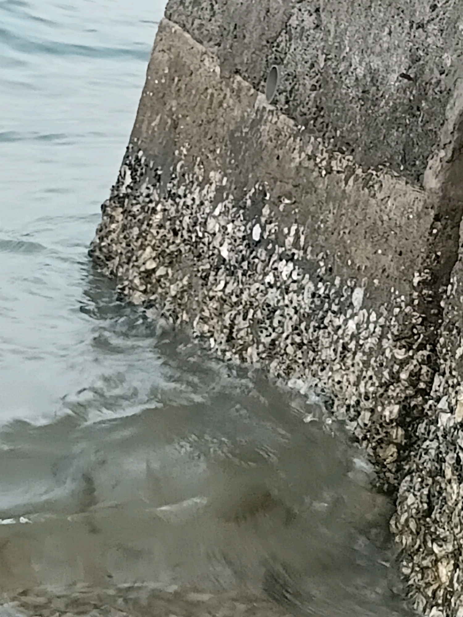 The image shows a close-up of a concrete structure, likely a seawall or pier, encrusted with numerous small, light-colored barnacles. The structure is partially submerged in calm, light blue water. The barnacles cover a significant portion of the submerged surface of the concrete, creating a textured, almost shimmering effect. The water is clear enough to see some of the barnacles beneath the surface, and gentle ripples are visible on the water's surface. The scene appears to be a natural or semi-natural coastal environment. Without additional information or context, the specific location within Cikal, Indonesia, cannot be determined from the visual data alone.