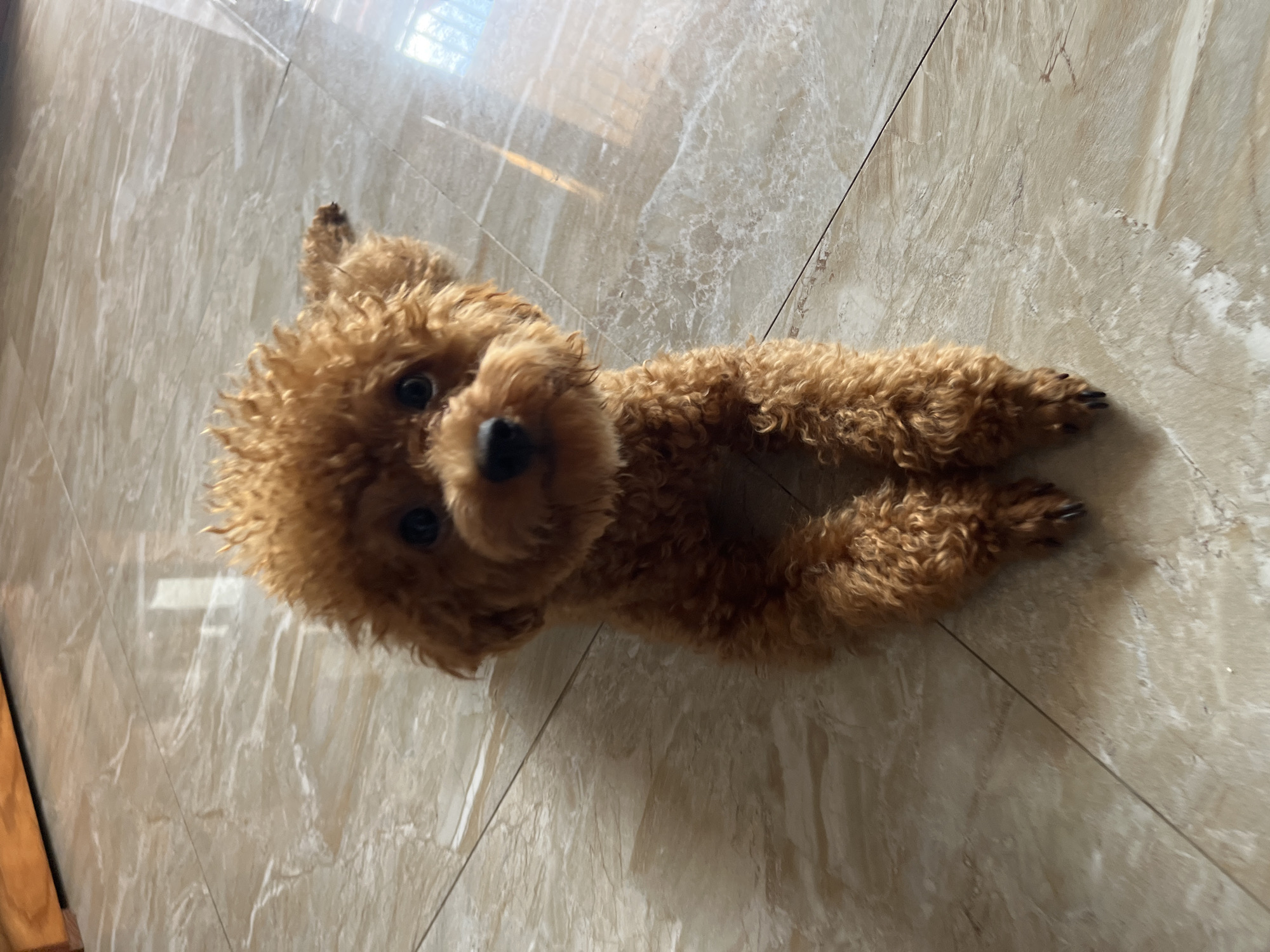 A brown toy poodle is lying on a tiled floor in Bac Nha Trang Ward, Vietnam. The poodle is oriented with its head towards the upper left of the frame, its body stretched out diagonally. The floor tiles are light beige with a marbled pattern. The poodle is the only subject. No people are present. There are no distinct objects other than the dog and the floor.