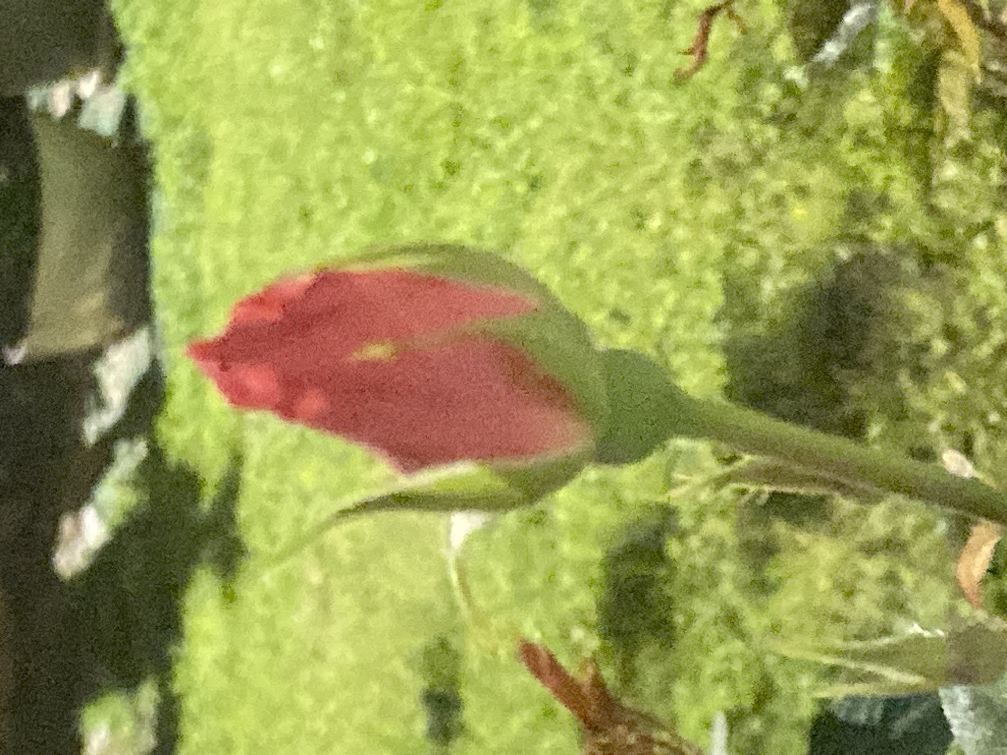 A close-up shot shows a red rose bud, still closed, positioned at the center. The bud is set against a blurred green background. To the left are some blurred grey shapes. The scene appears to be in a garden setting. Location cannot be determined from image.