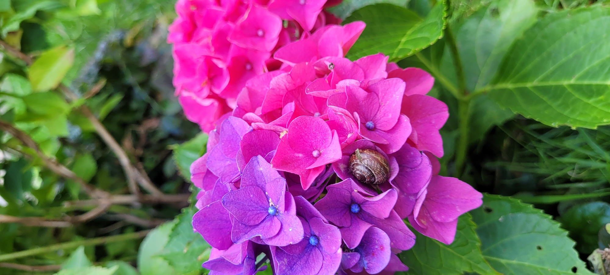 A close-up, eye-level shot captures a small snail nestled within a cluster of bright pink and purple hydrangeas. The snail's brown, spiral shell is clearly visible against the vibrant petals. The background is a soft blur of green foliage and branches, suggesting an outdoor garden setting. The image is focused on the snail and the surrounding flowers, with the details of the environment fading into the background. No specific landmarks or architectural features are discernible in the image, making it impossible to determine a location within Riga, Latvia.