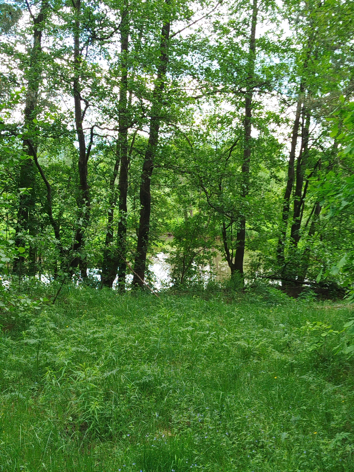 The image depicts a grassy area with trees in Боровково, Russia. The trees are mostly deciduous with green leaves. The grass is tall and lush. There is a body of water visible through the trees. There are no people visible in the image.