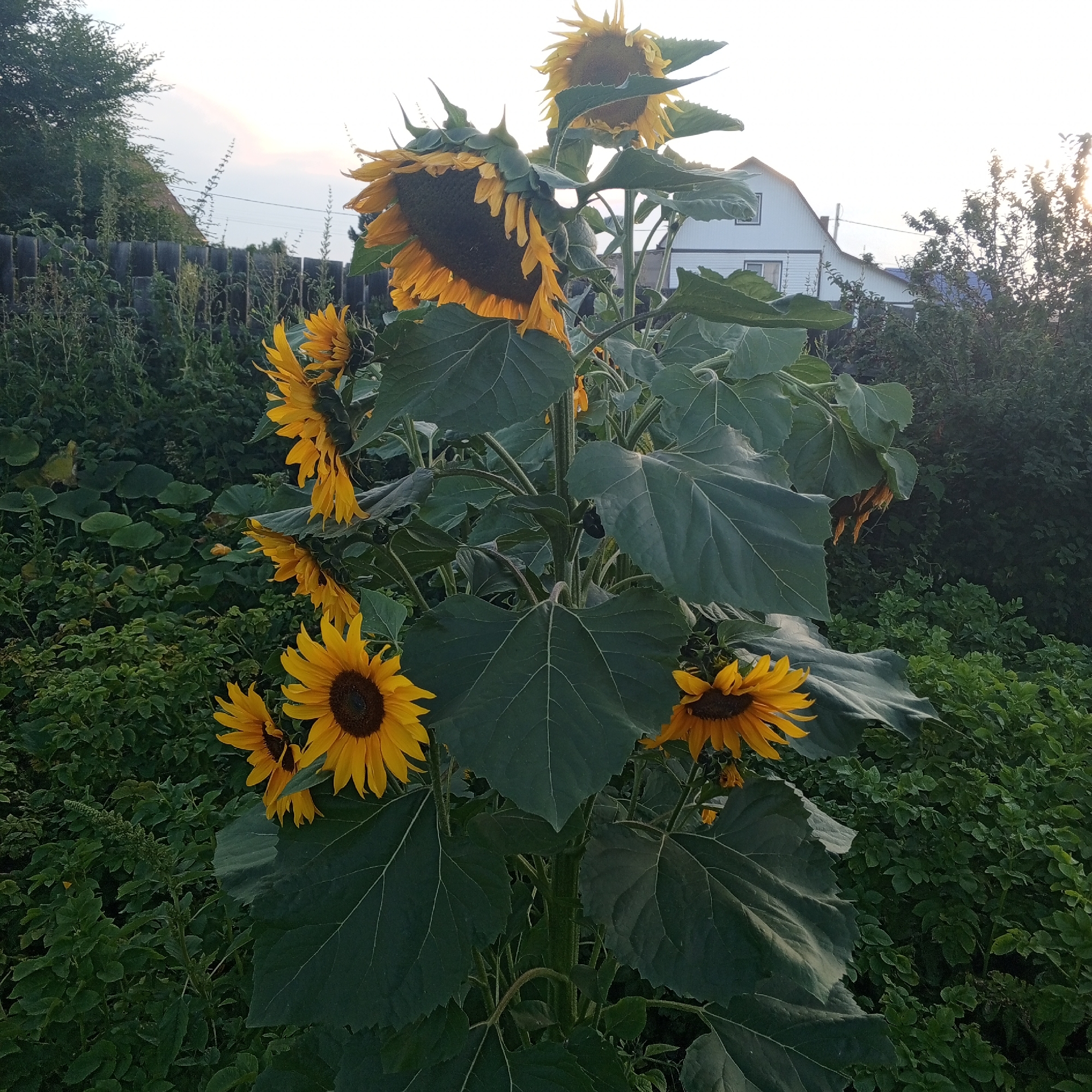 This is a low-angle, full shot of a towering sunflower plant with multiple large, yellow-petaled flowers and dark centers. The plant is in a garden setting, with lush green foliage and bushes surrounding it. In the background, a light-colored house with a peaked roof is visible, situated behind a wooden fence. The sky above is bright and overcast, suggesting it might be early morning or late afternoon. The overall impression is one of a vibrant, natural scene with human habitation nearby. The image was likely taken in the city of Sayanogorsk, Russia, given the context.