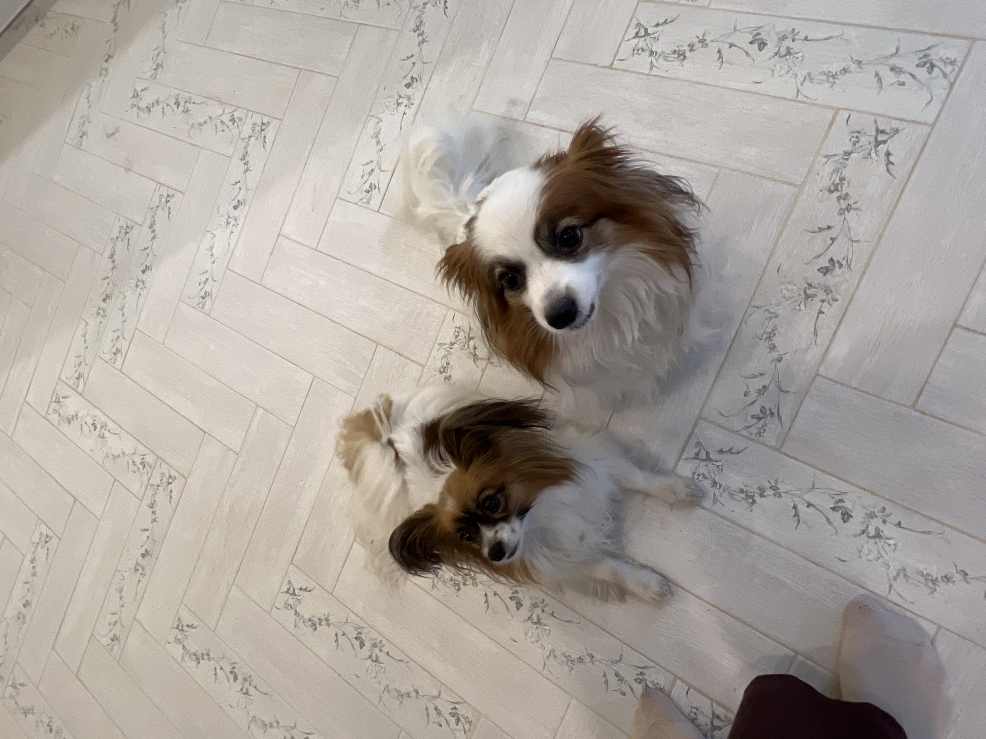 The image shows two Papillon dogs on a tiled floor with a herringbone pattern decorated with floral designs. One dog is closer to the camera and facing upwards, while the other is to its left. A person's socked foot and part of their brown trousers are visible in the lower right corner. The location is Городище, Russia.