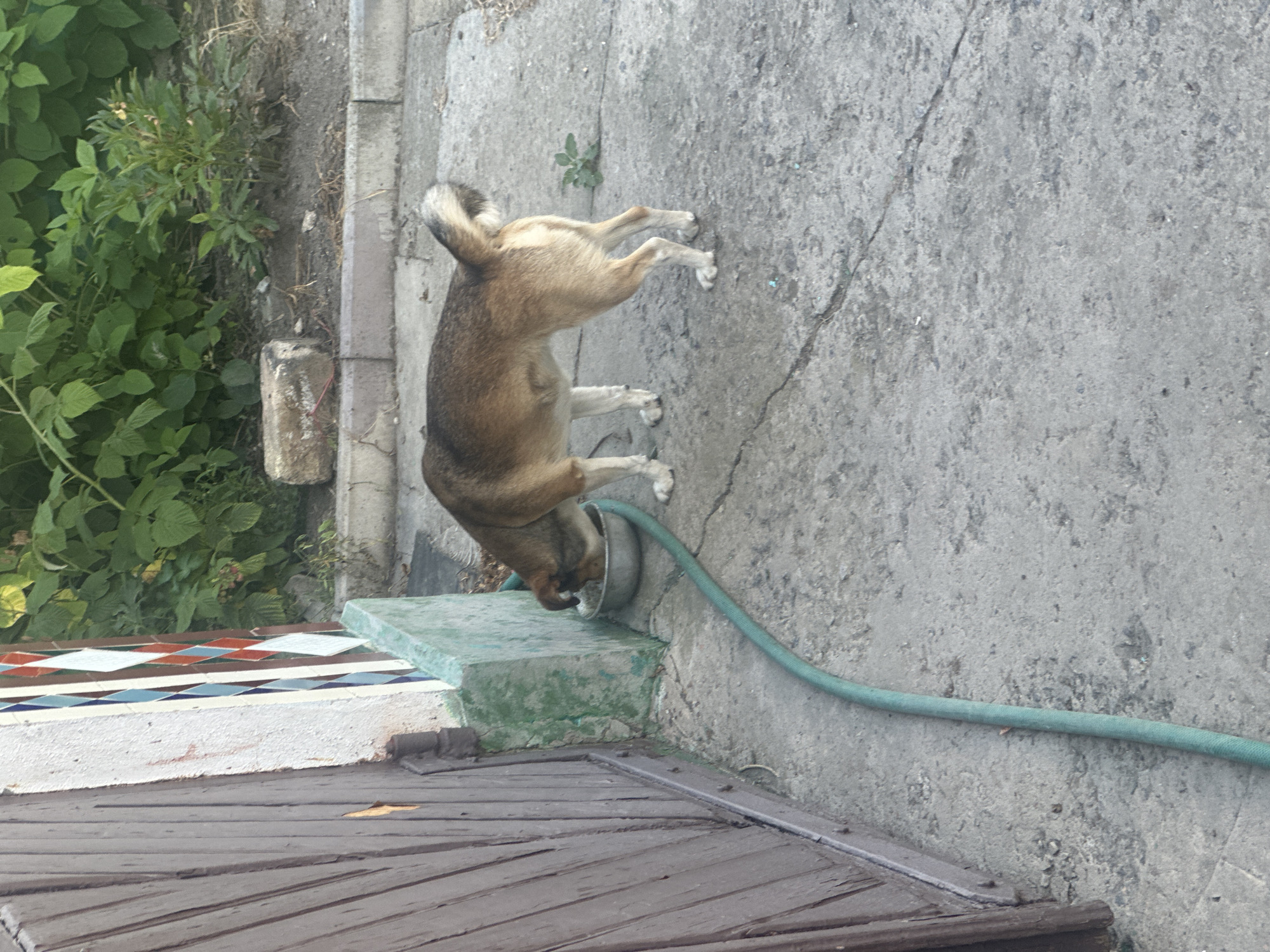 In Makiv, Ukraine, a tan and brown dog is seen drinking from a metal bowl placed on a concrete surface. The dog is positioned near a wooden door on the left side of the frame. A green hose snakes across the concrete from the lower left towards the bowl. In the background, there are green leafy plants and a partially visible brick. The scene appears to be an outdoor area, possibly a yard or alleyway.